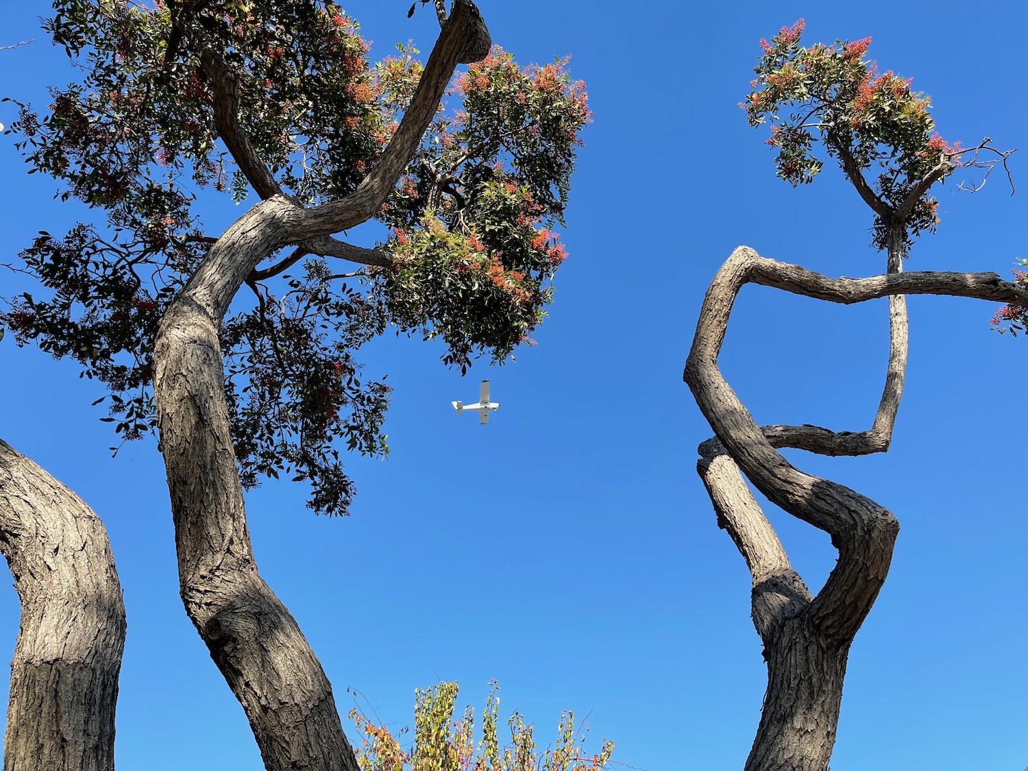 a tree with a plane flying in the sky