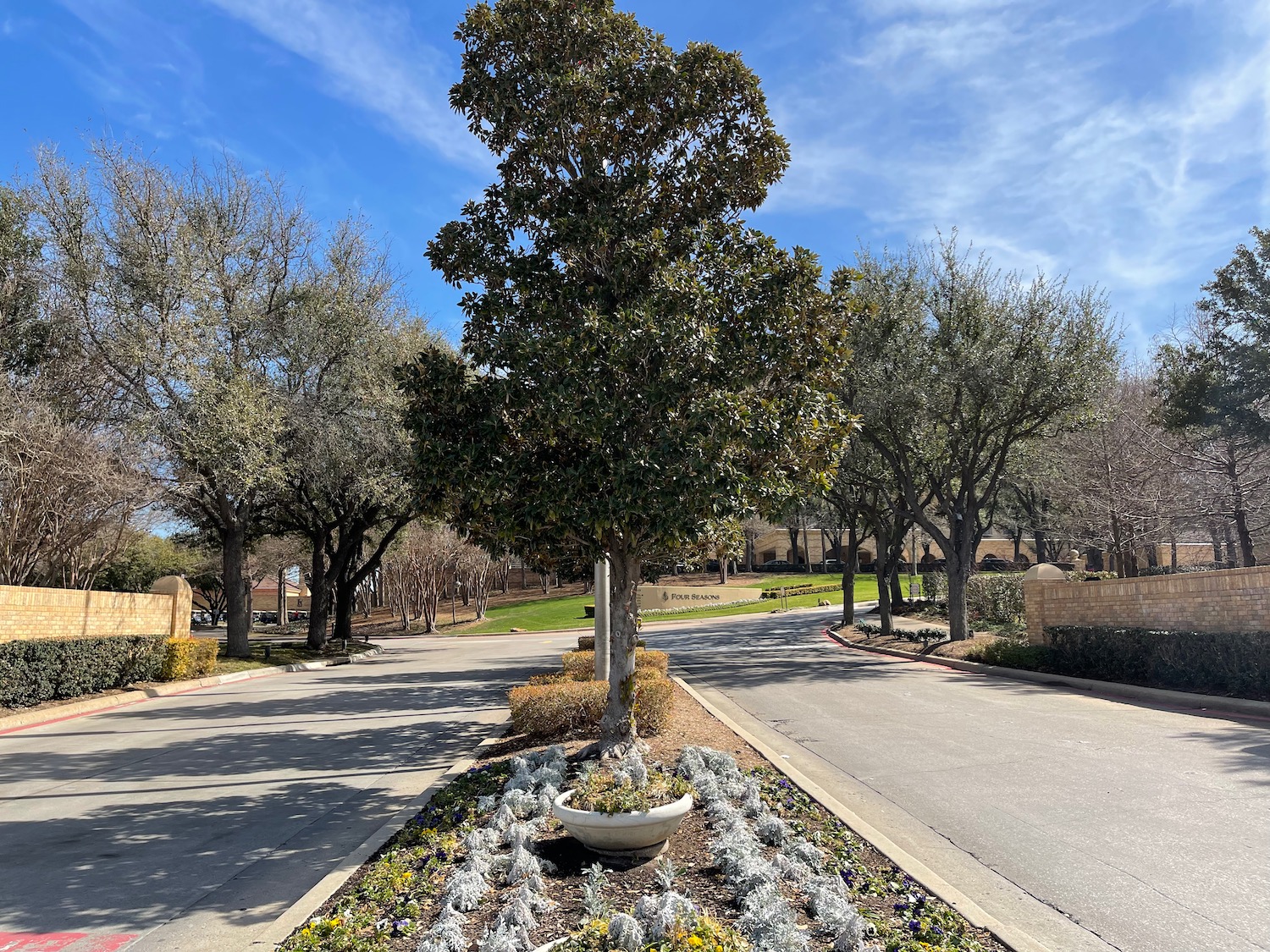 a tree in a flower bed