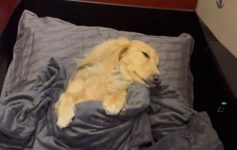 Dog Business Class Turkish Airlines