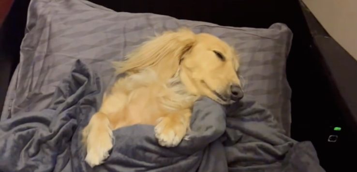 a dog lying on a bed