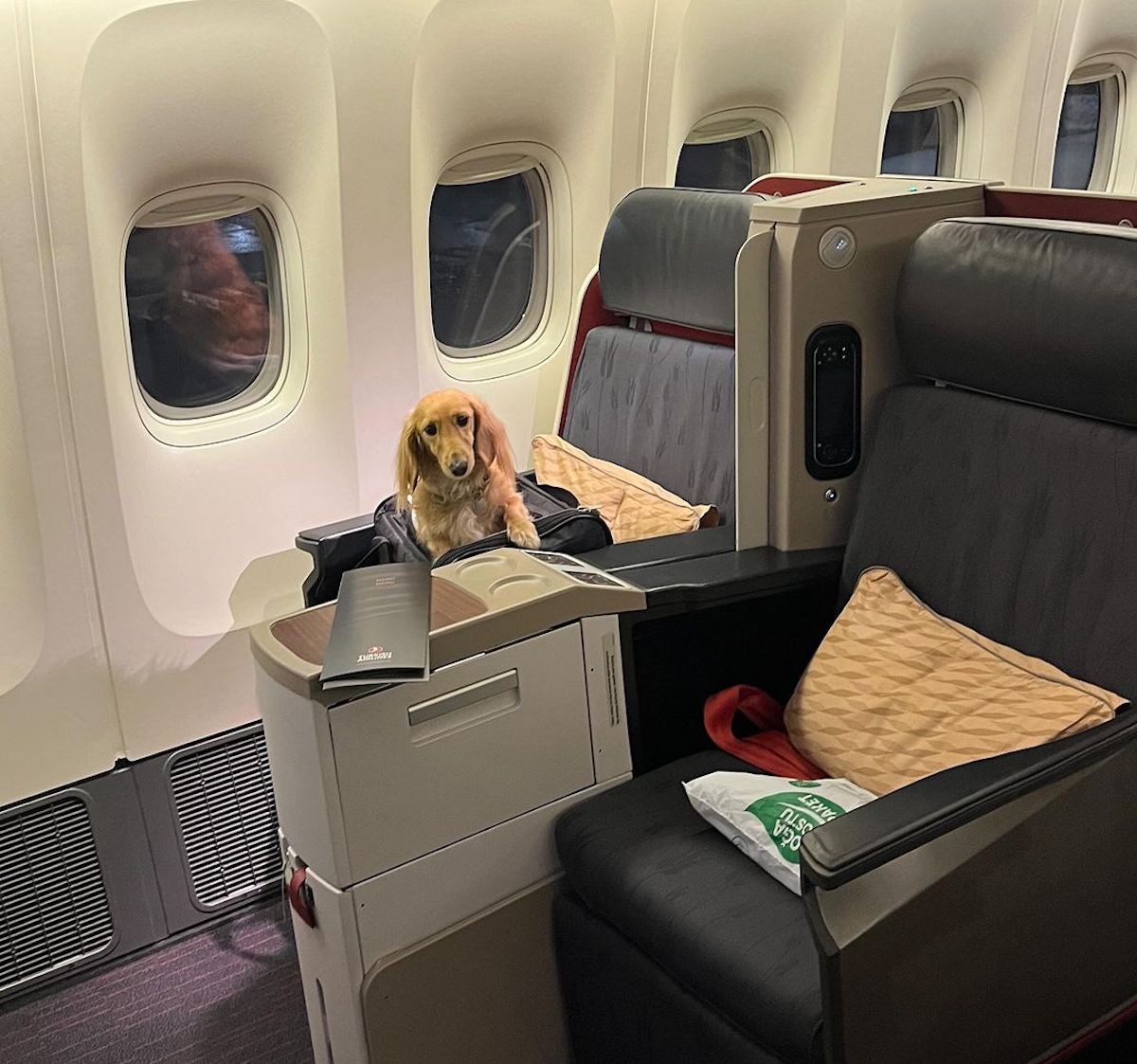 a dog sitting in a chair in an airplane