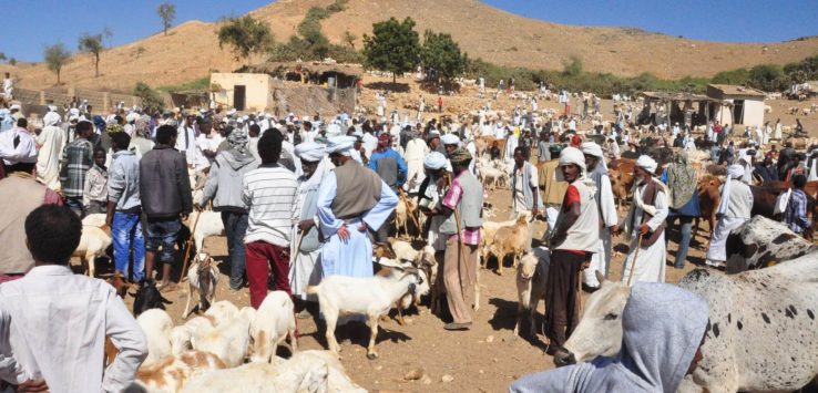 a group of people with sheep