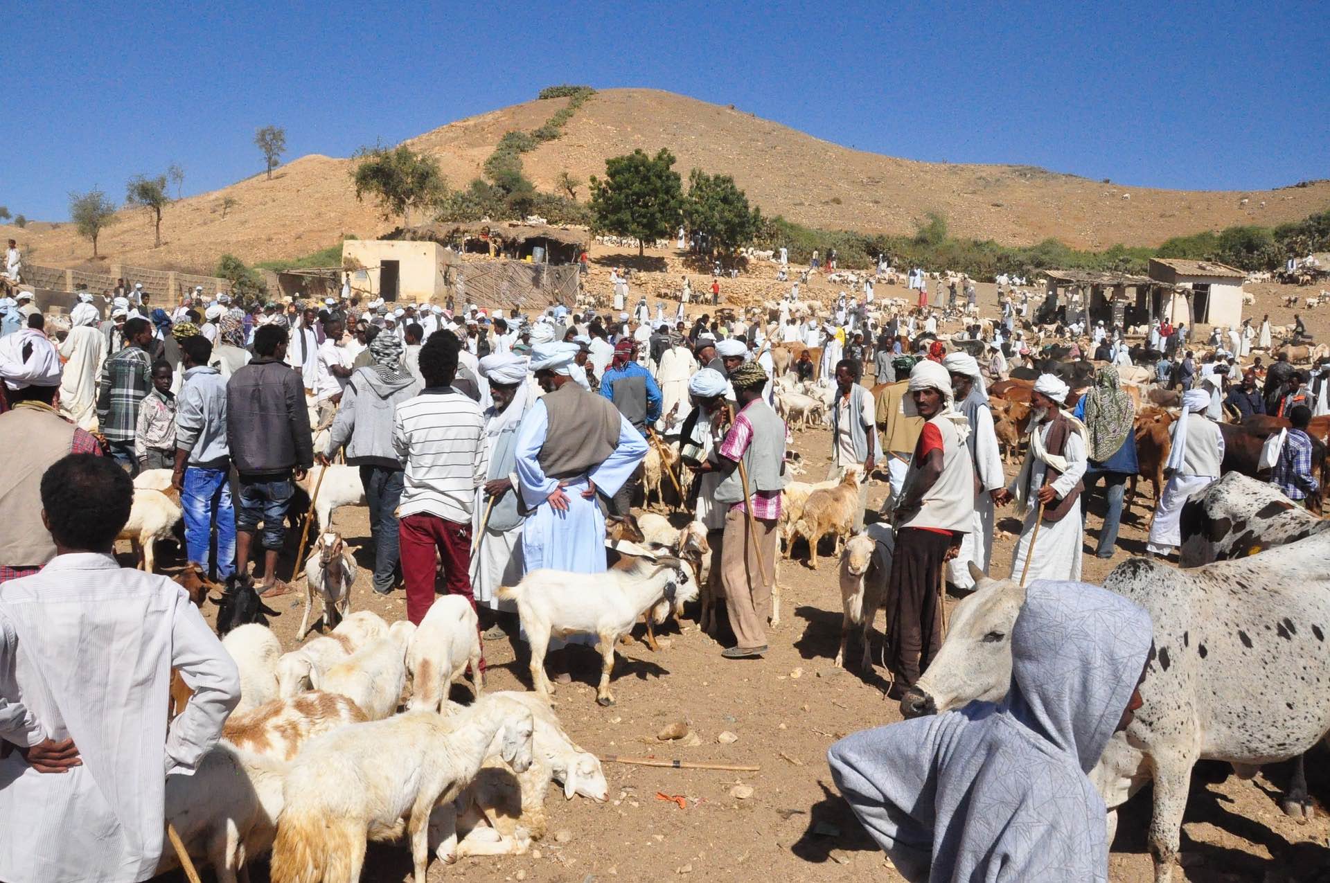 a group of people with sheep