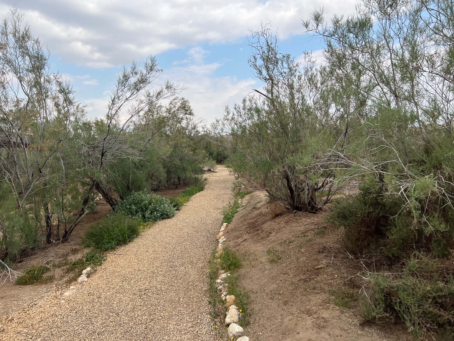 a dirt path with trees and bushes