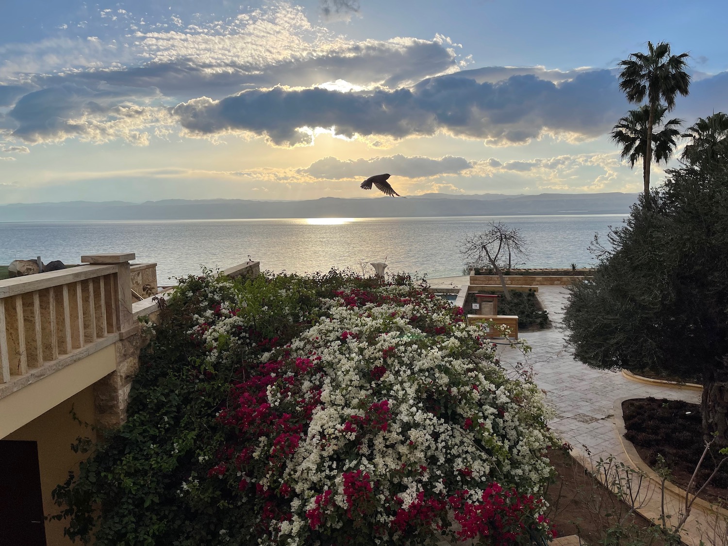 a bird flying over a body of water