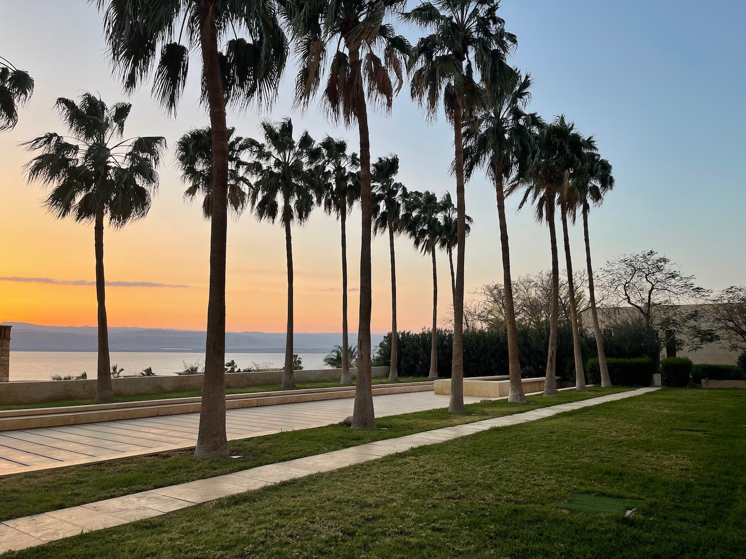 a row of palm trees by a beach