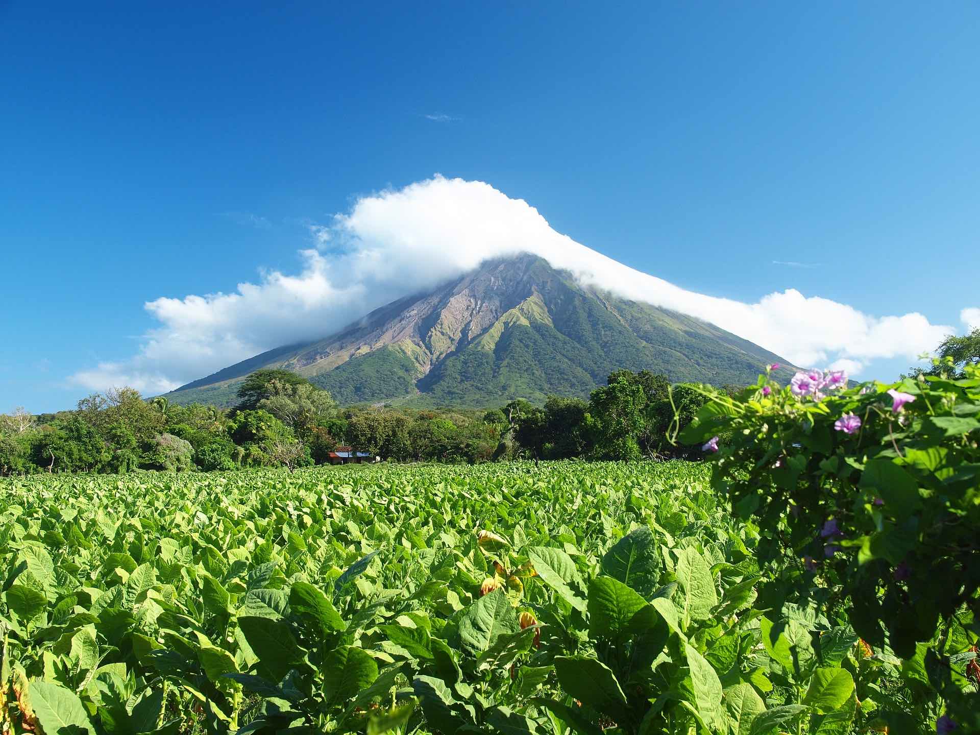 a green field with a mountain in the background