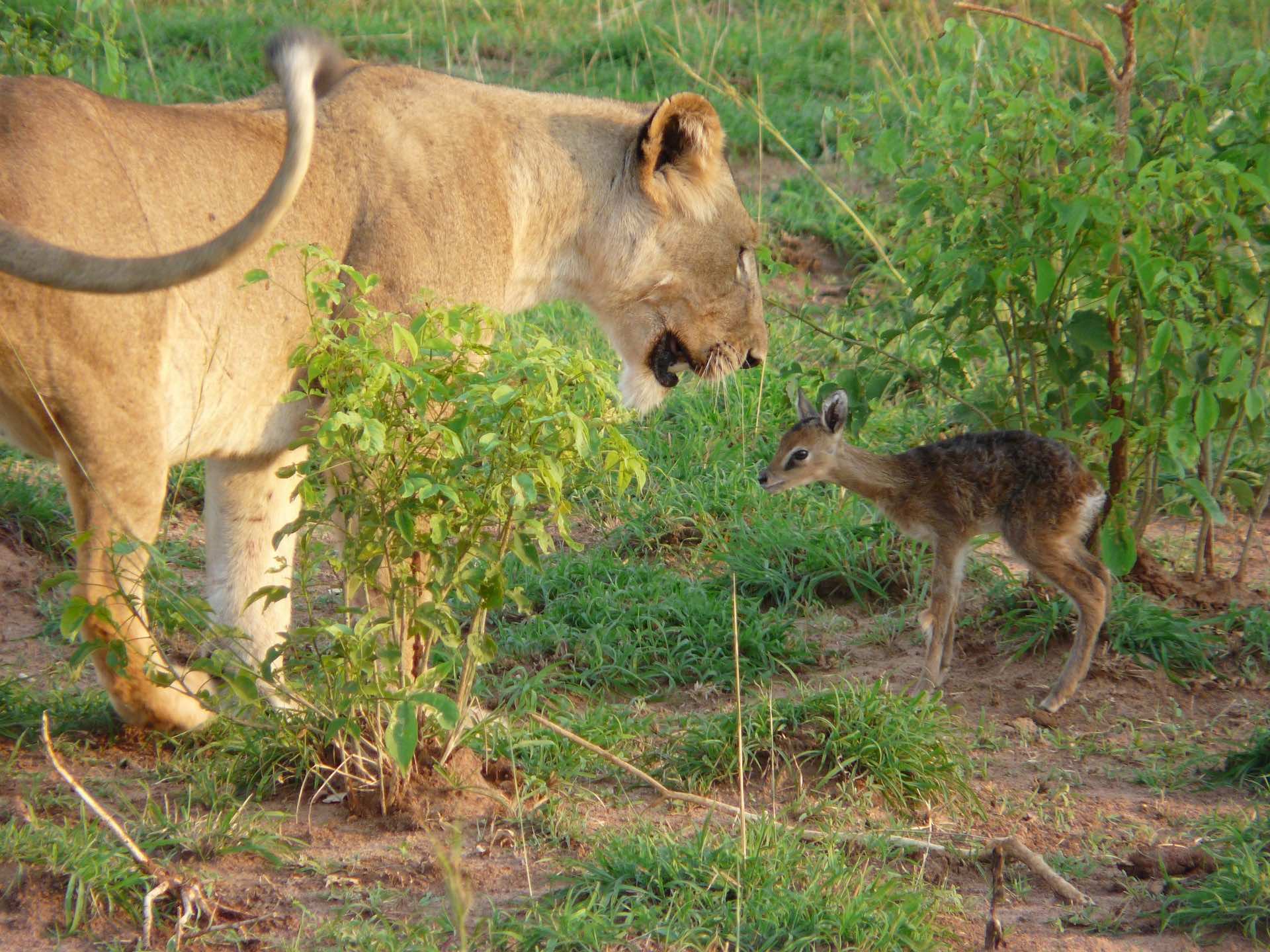 a lioness and a deer in a grassy area