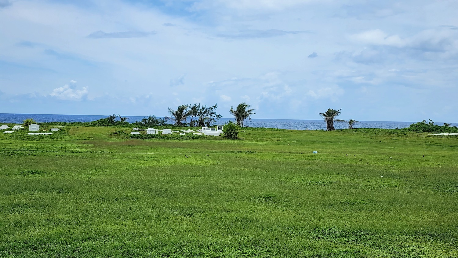 a large grassy field with palm trees and a body of water