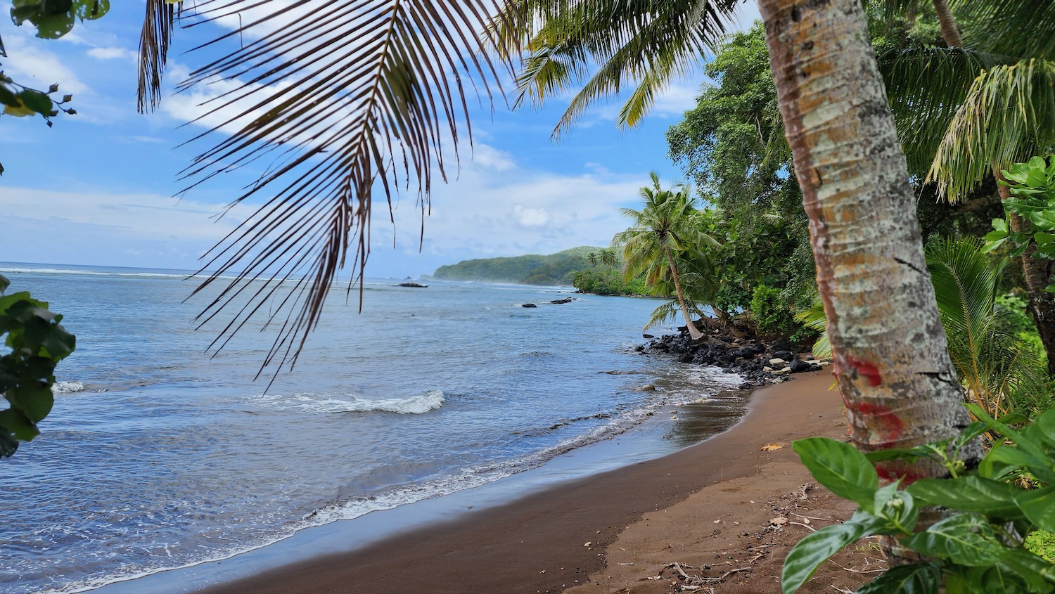 a beach with palm trees and water