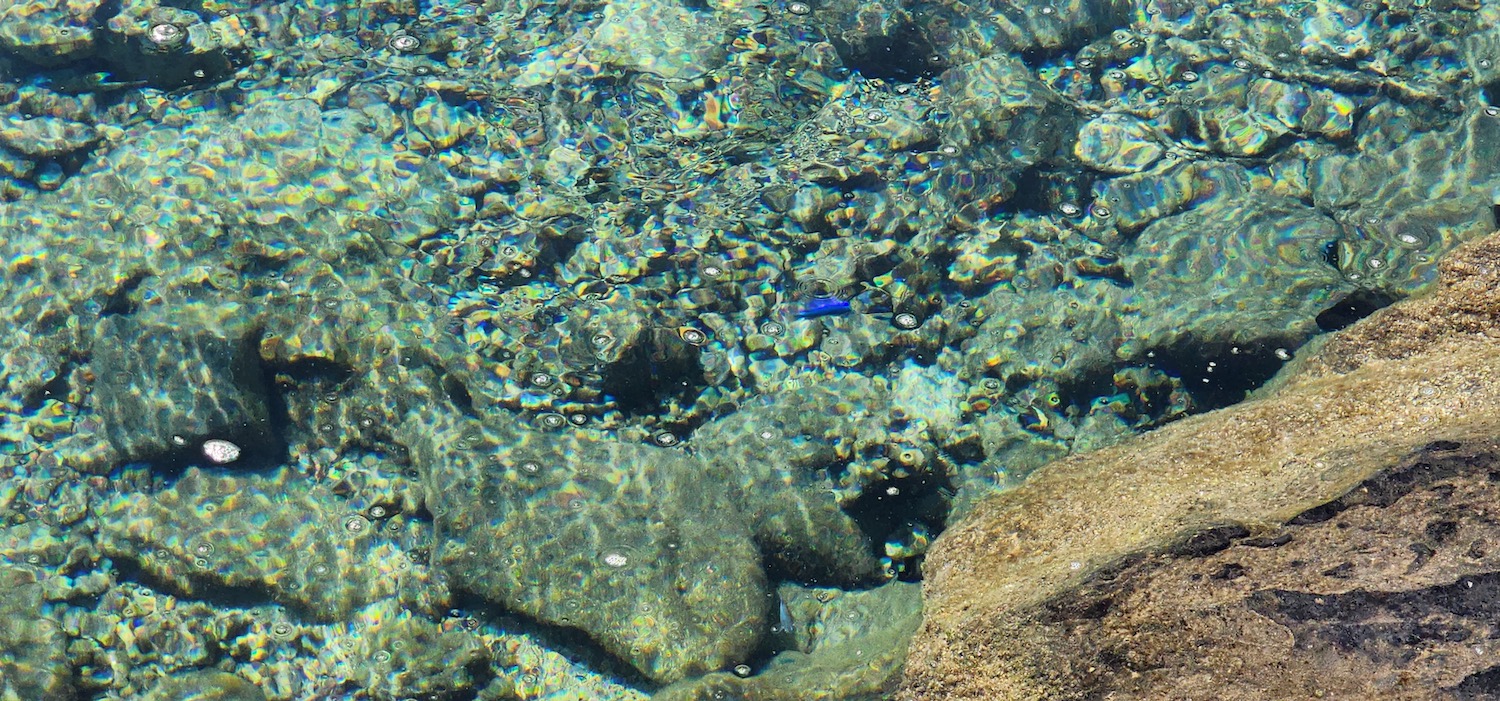 a clear water with rocks and a fish