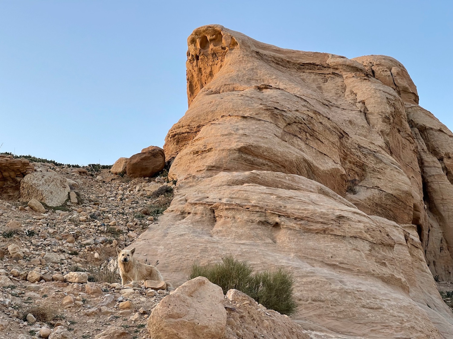 a dog sitting on a rocky hill