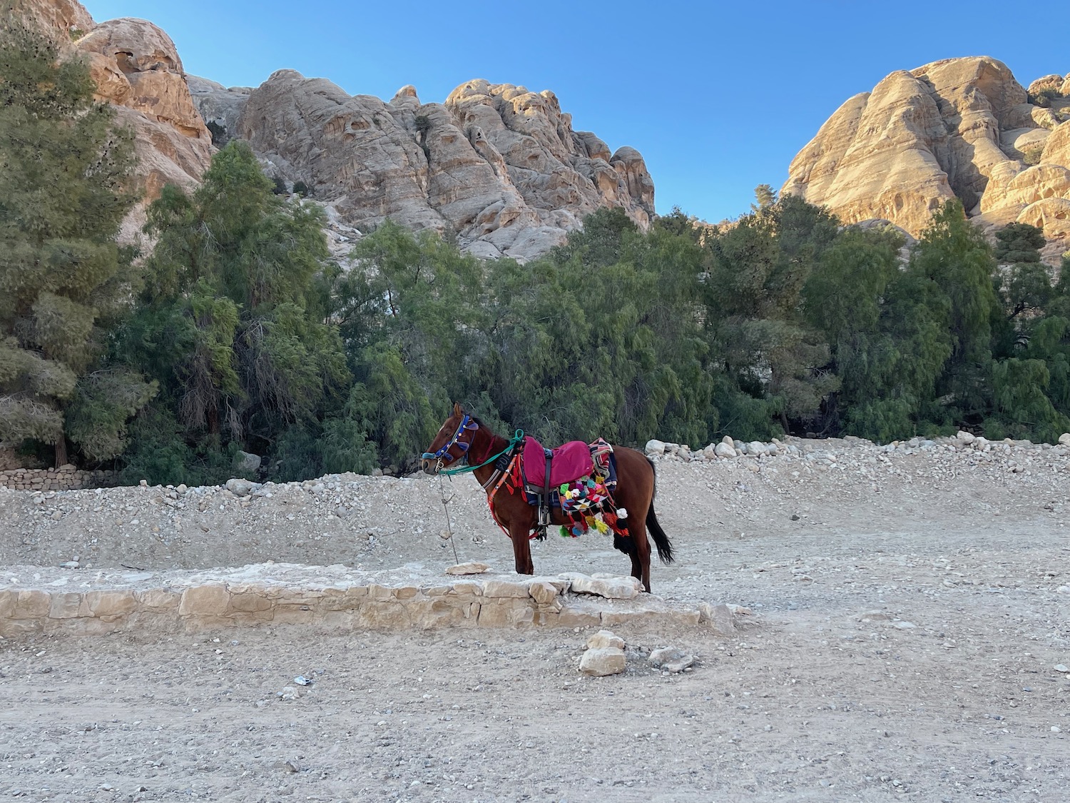 a horse with a blanket on its back standing in a rocky area