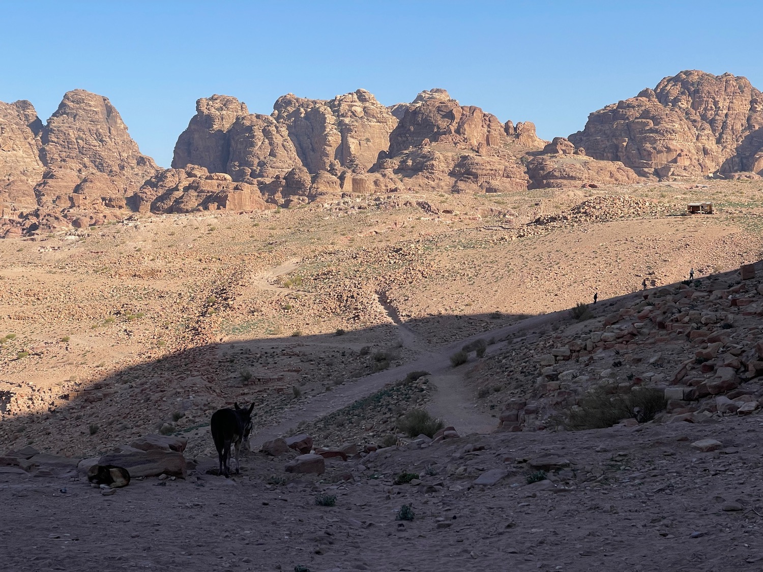 a donkeys in a desert