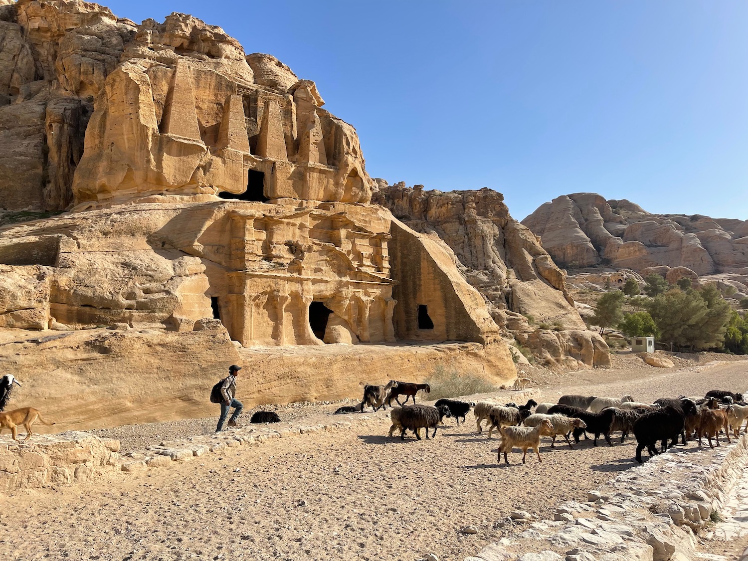 a group of sheep in a rocky area