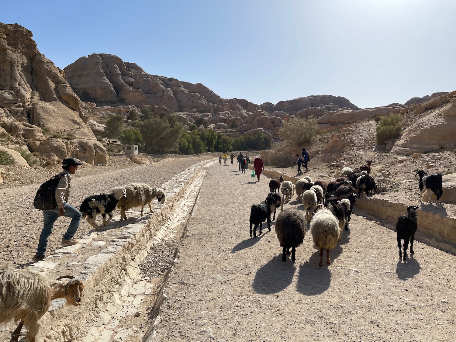 a group of people walking on a dirt road with sheep
