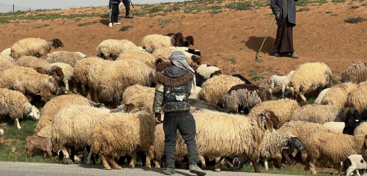 a group of people standing next to a herd of sheep