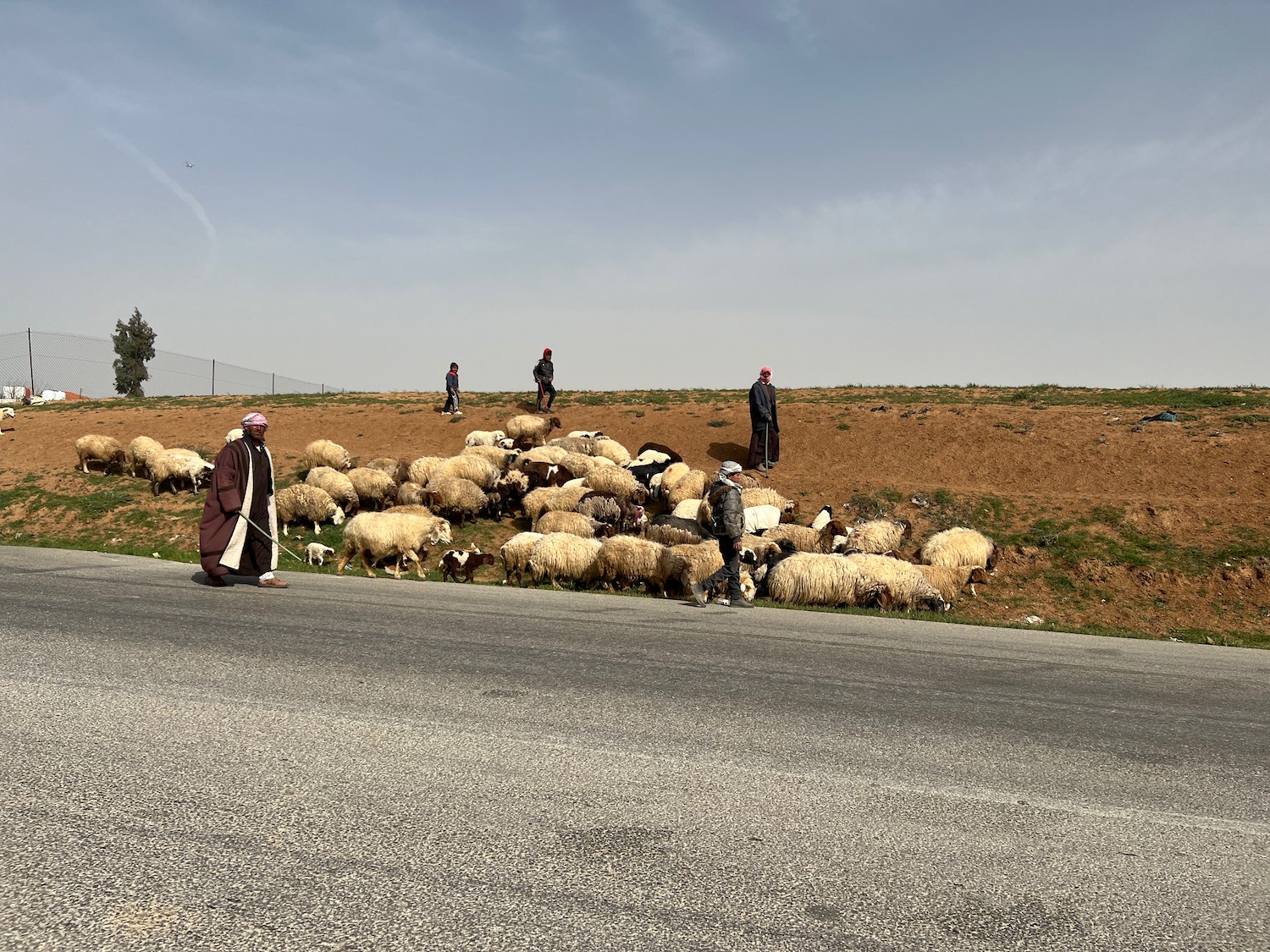 a group of people standing on a road next to a herd of sheep