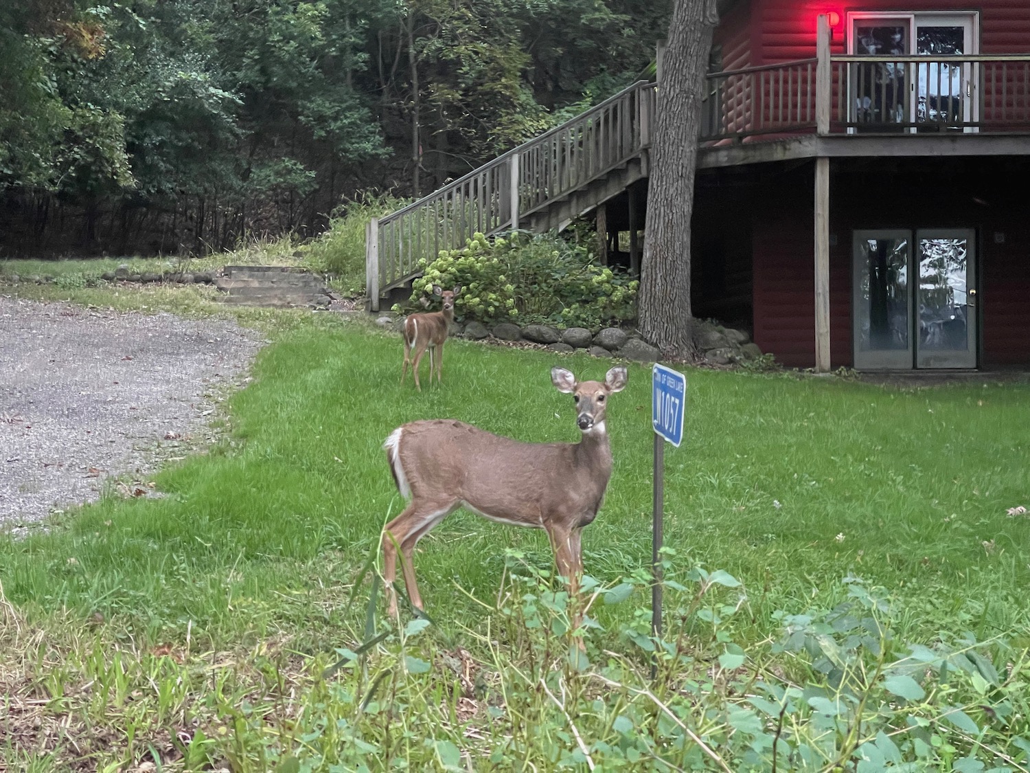 a deer in a yard with a sign