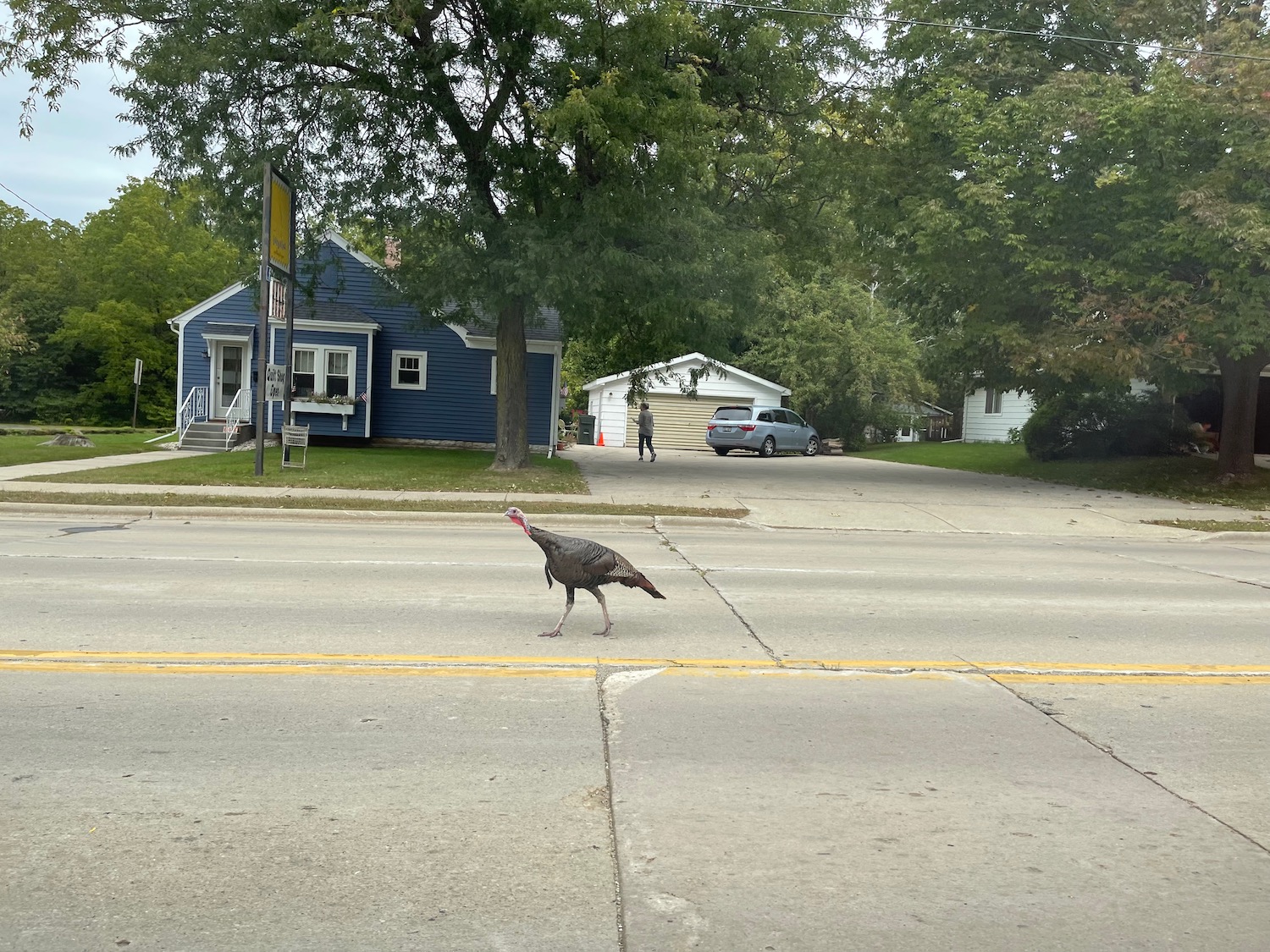 a turkey crossing the street