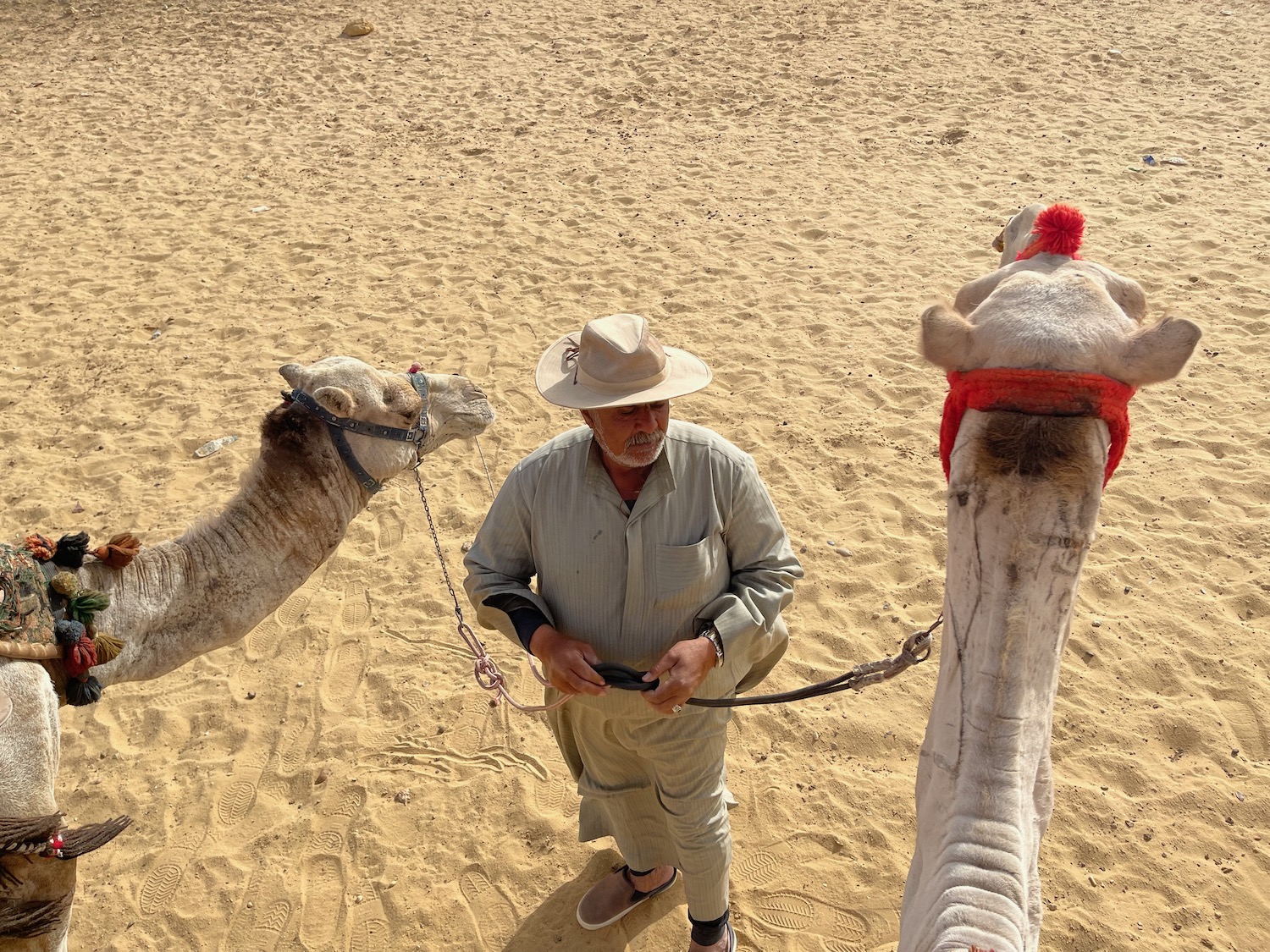 a man standing next to two camels