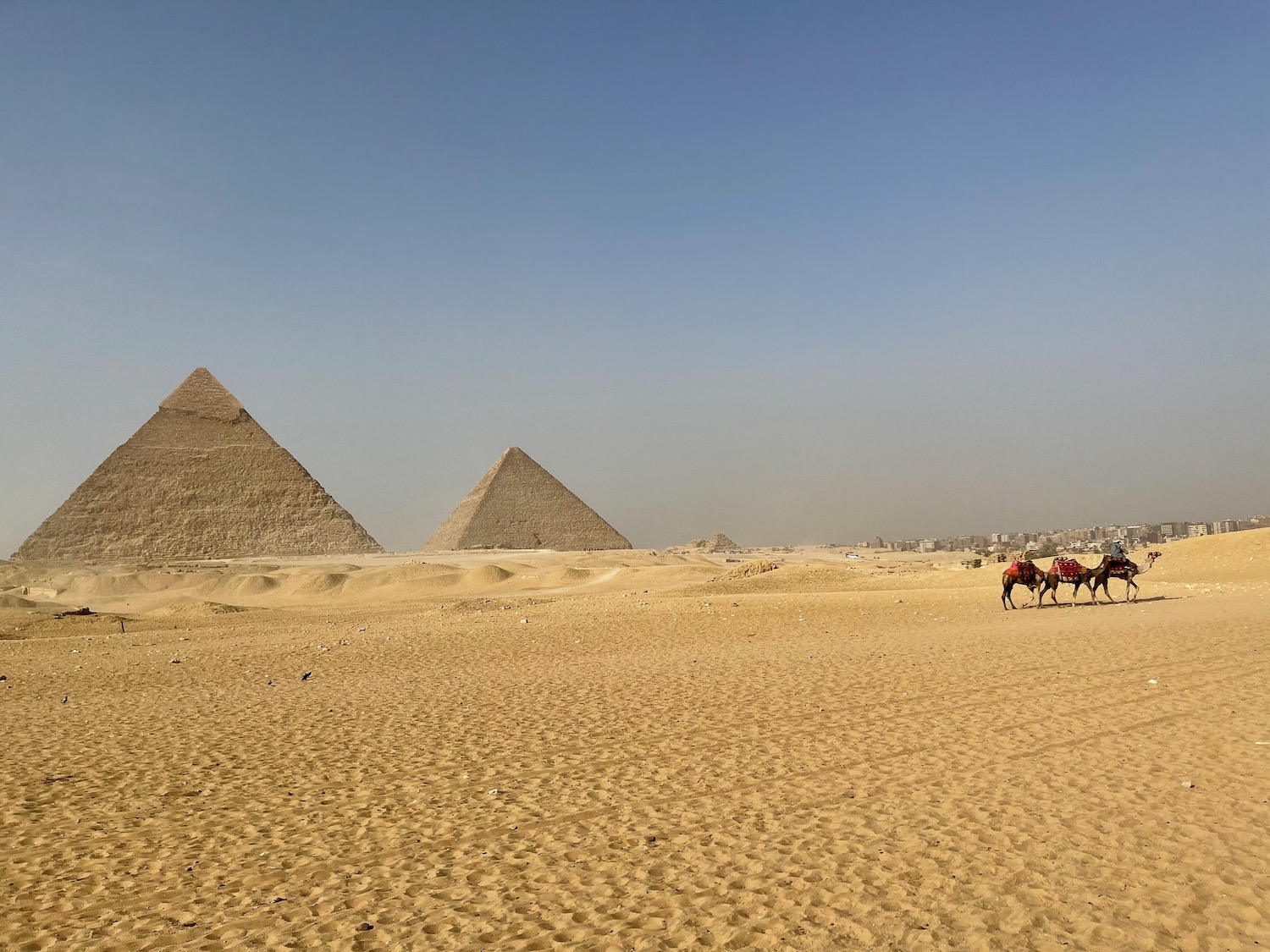 a camels in the desert with pyramids in the background