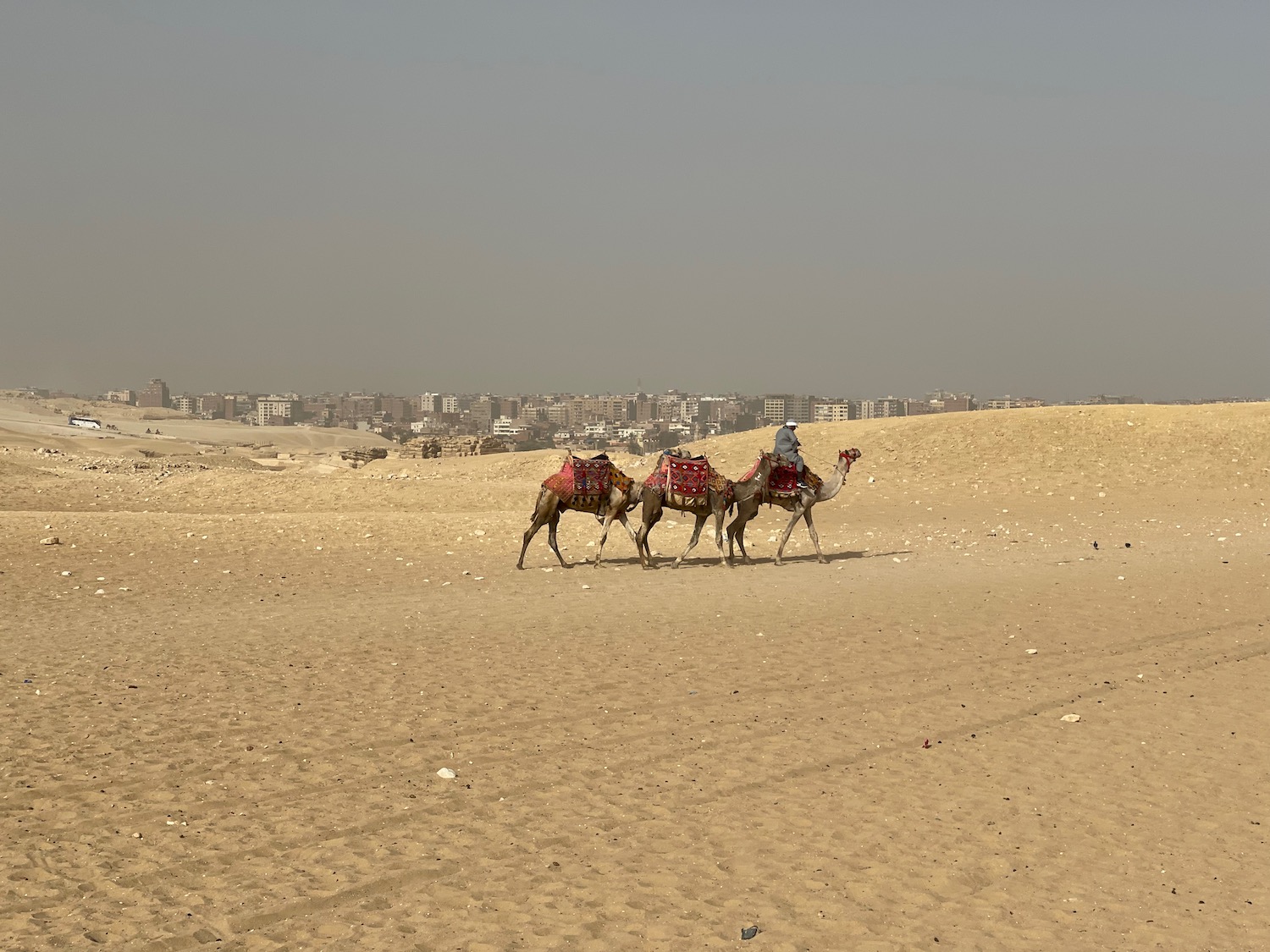 a man riding camels in a desert