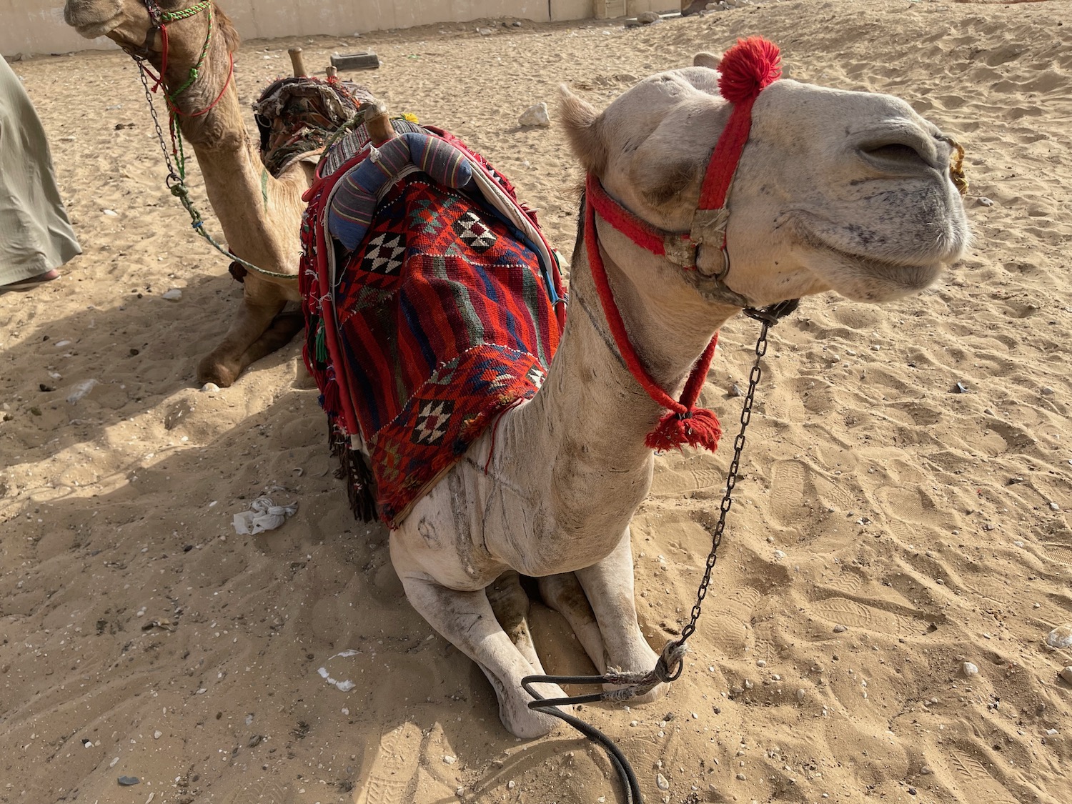 a camels lying in the sand