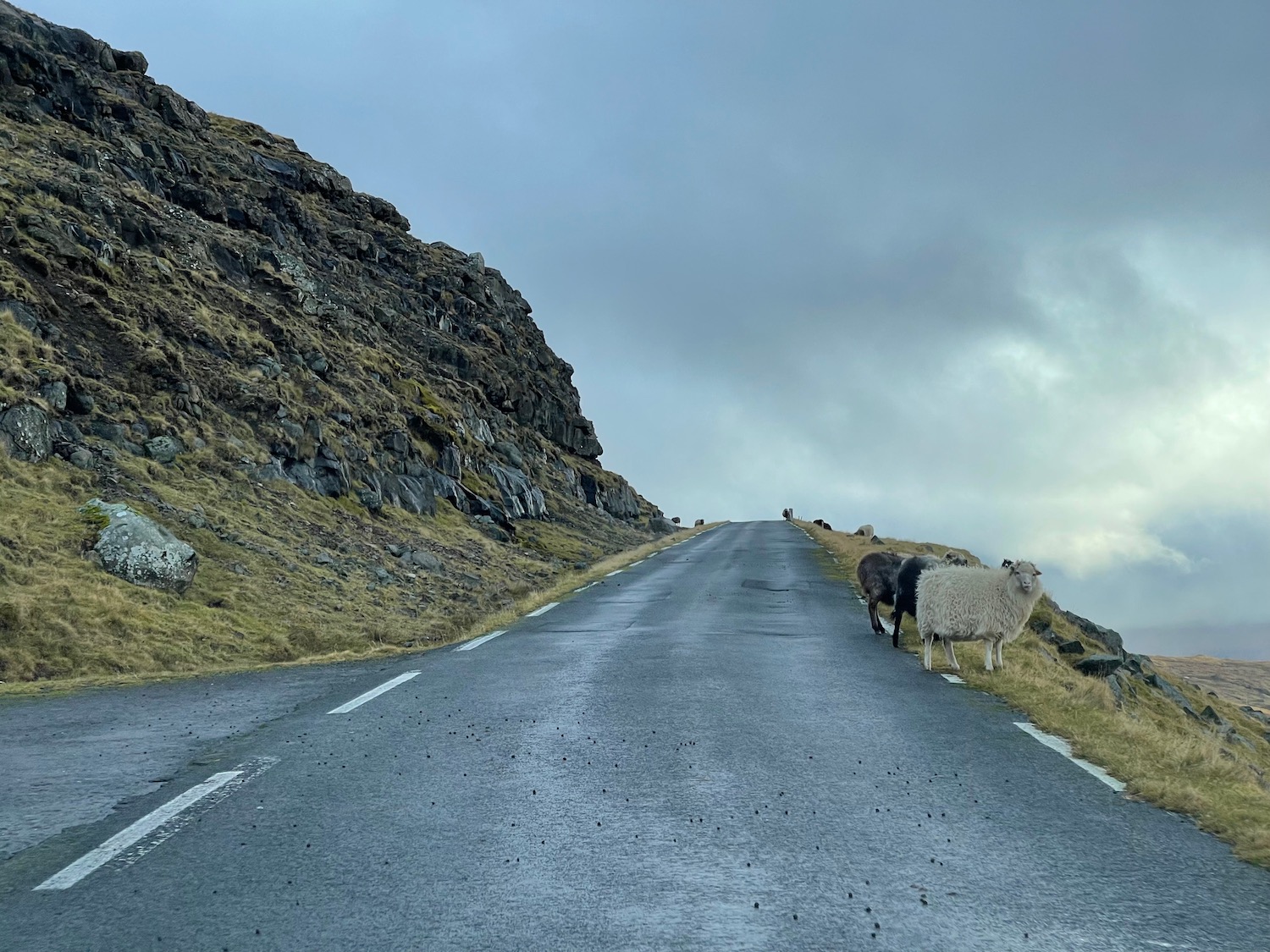 sheep on the road