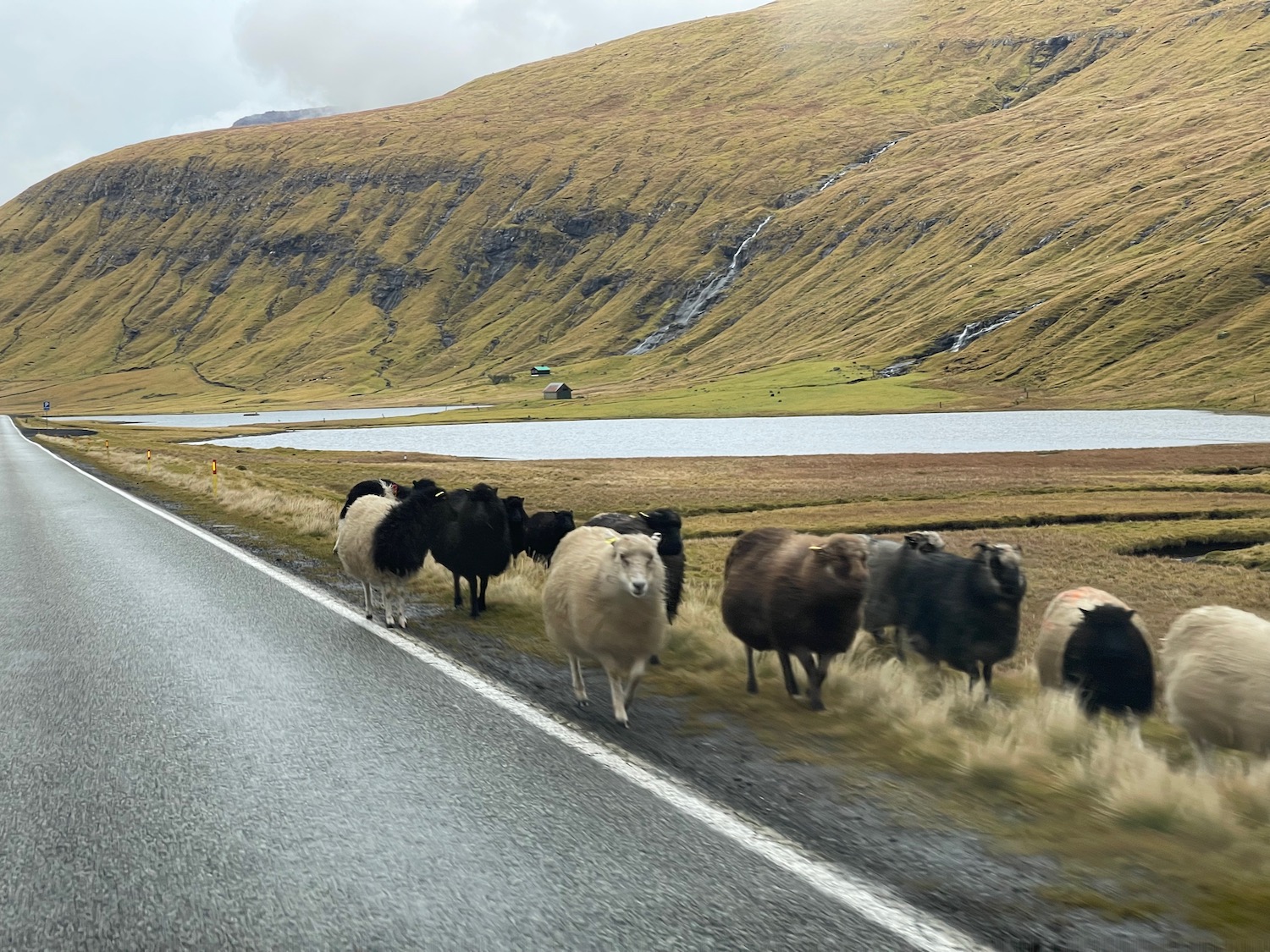 a group of sheep walking on the side of a road