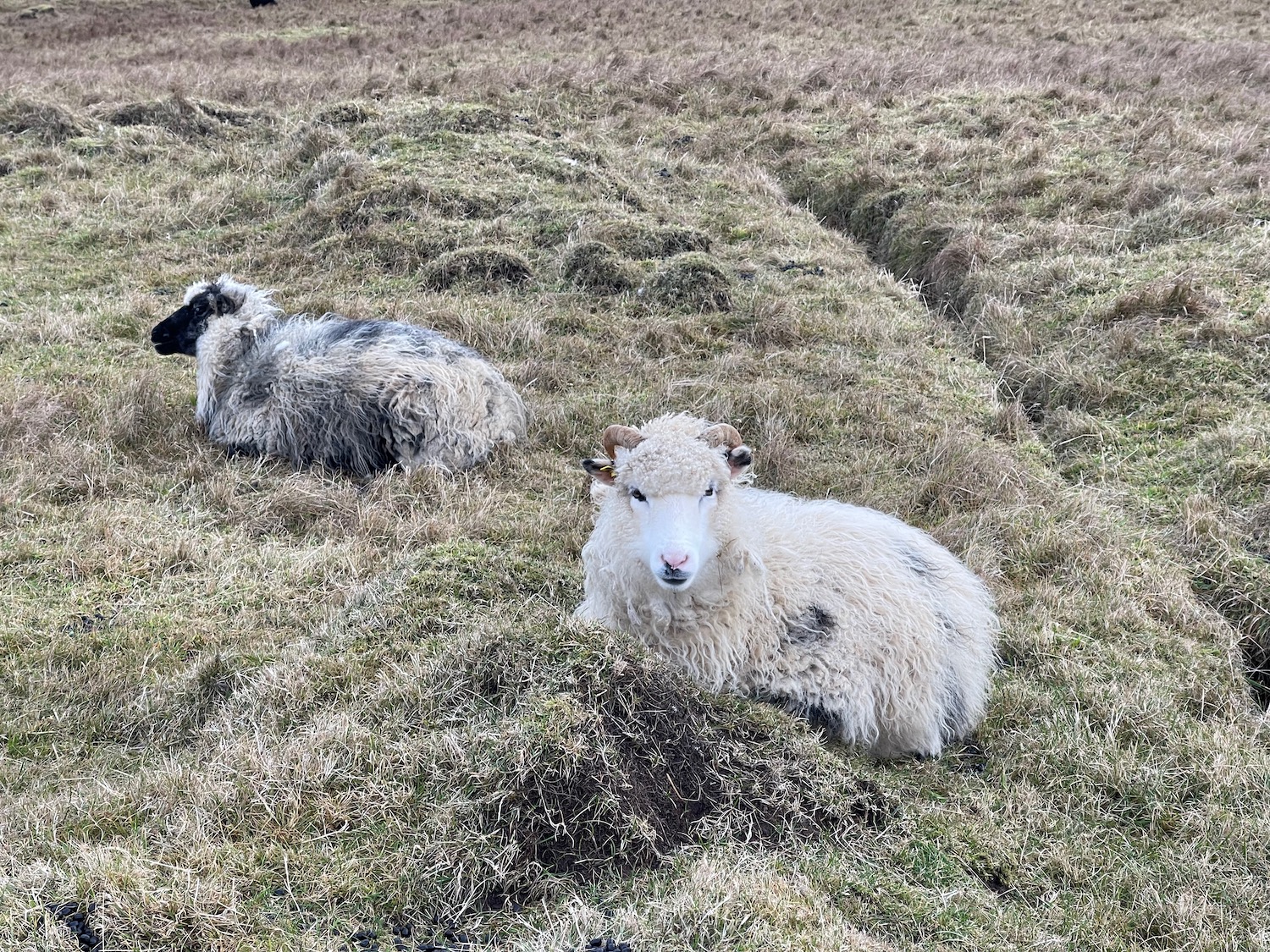 a sheep lying in a field