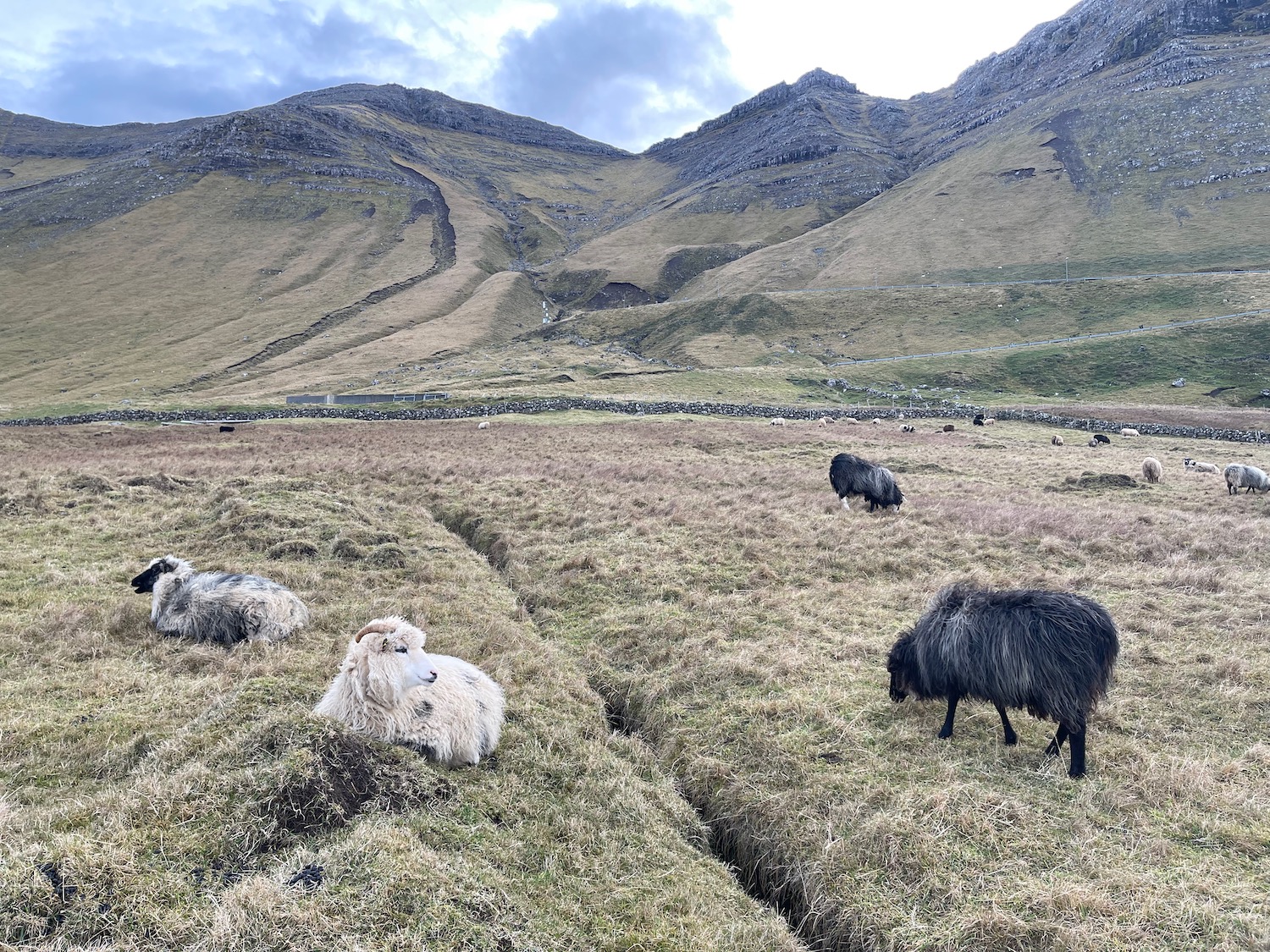 a group of sheep in a field