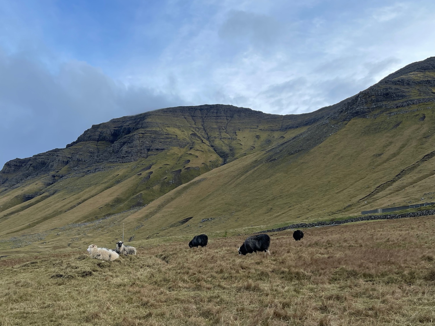 a group of sheep grazing in a field