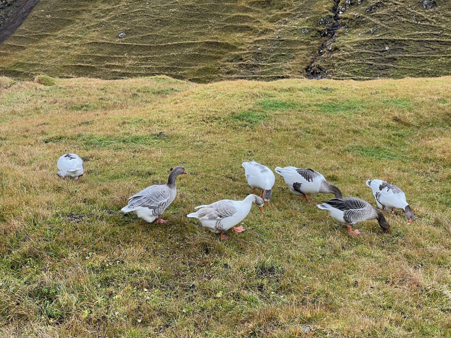 a group of geese on grass