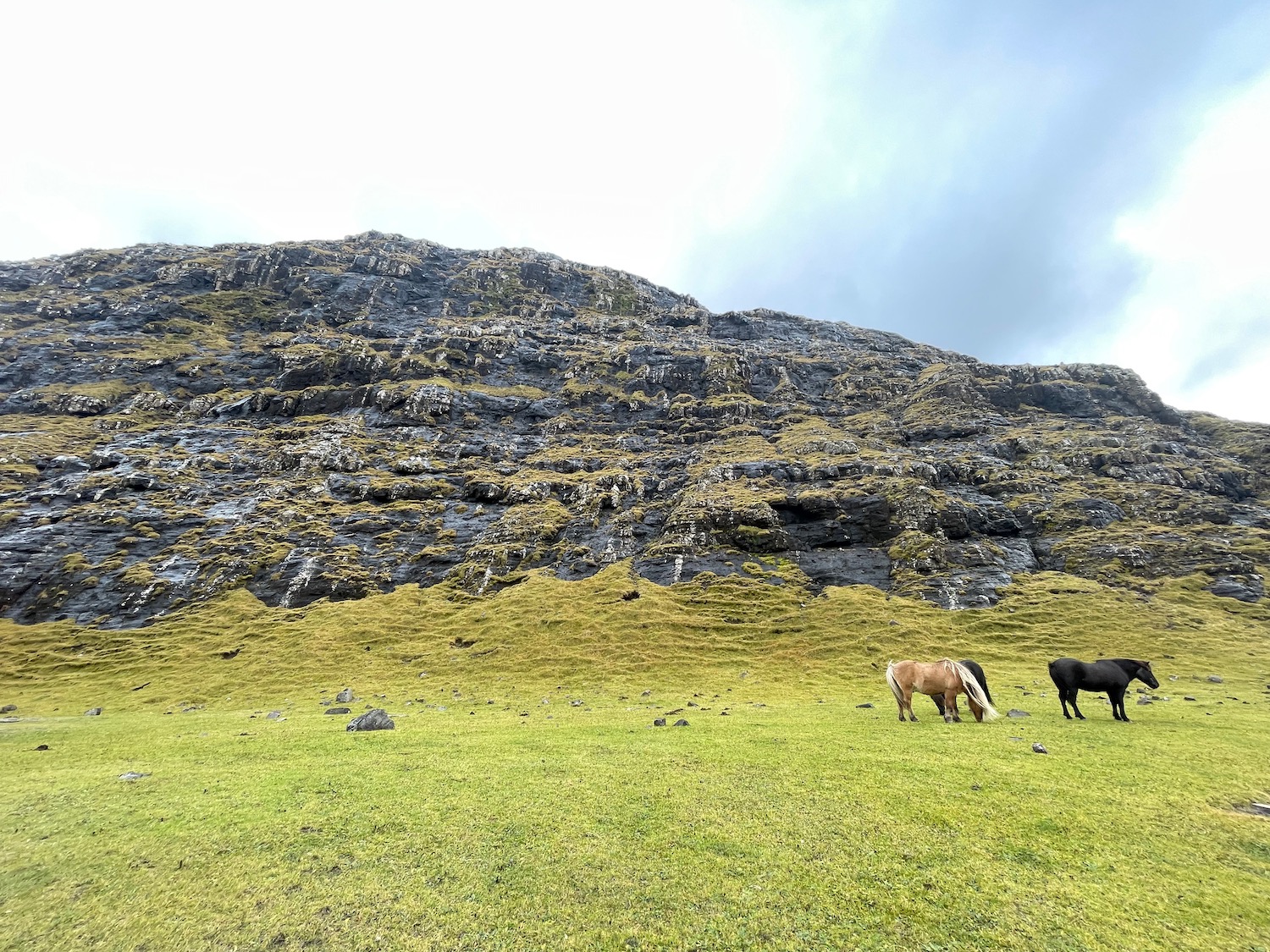 horses grazing in a grassy field