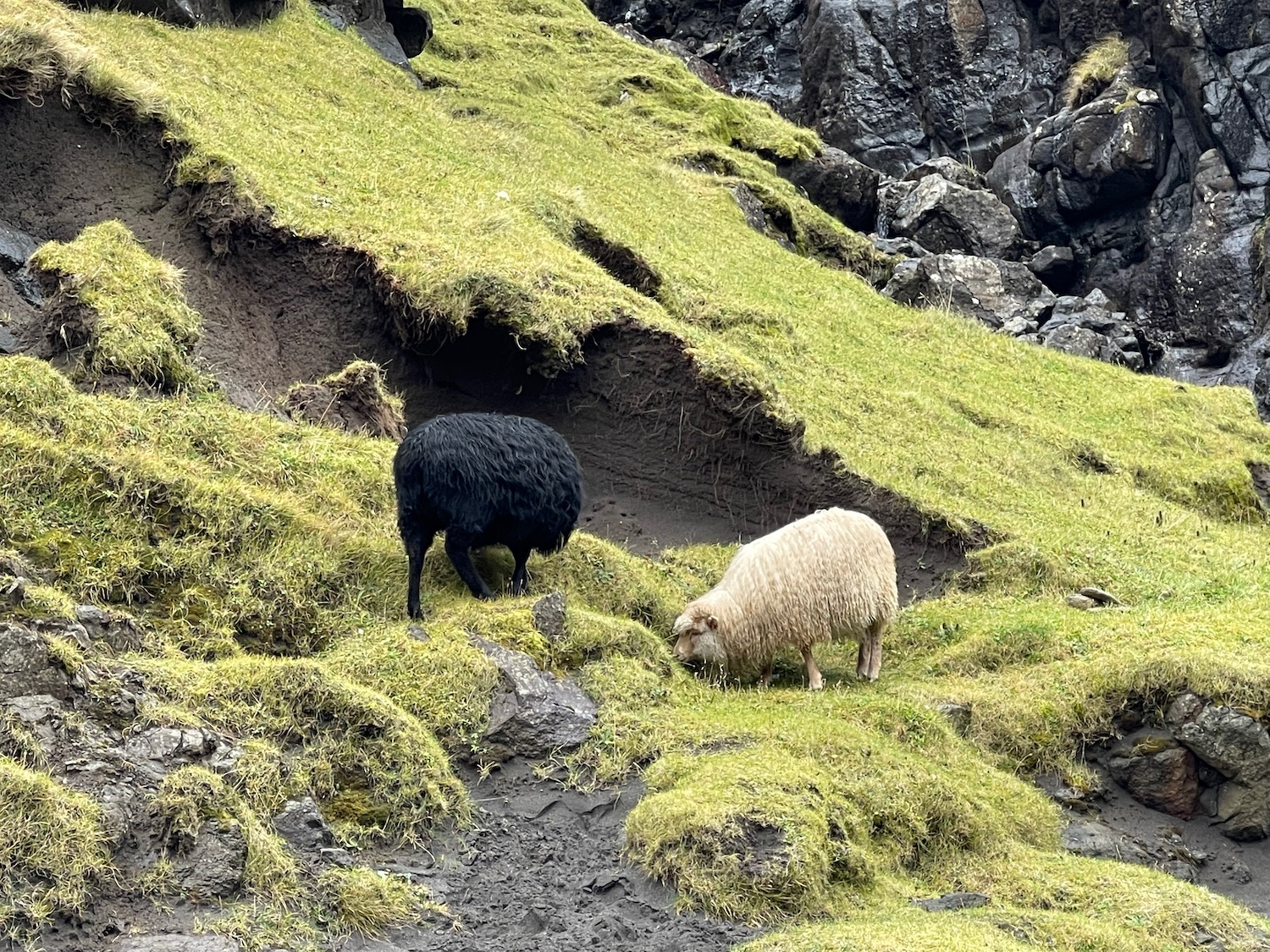 a black and white sheep grazing on grass