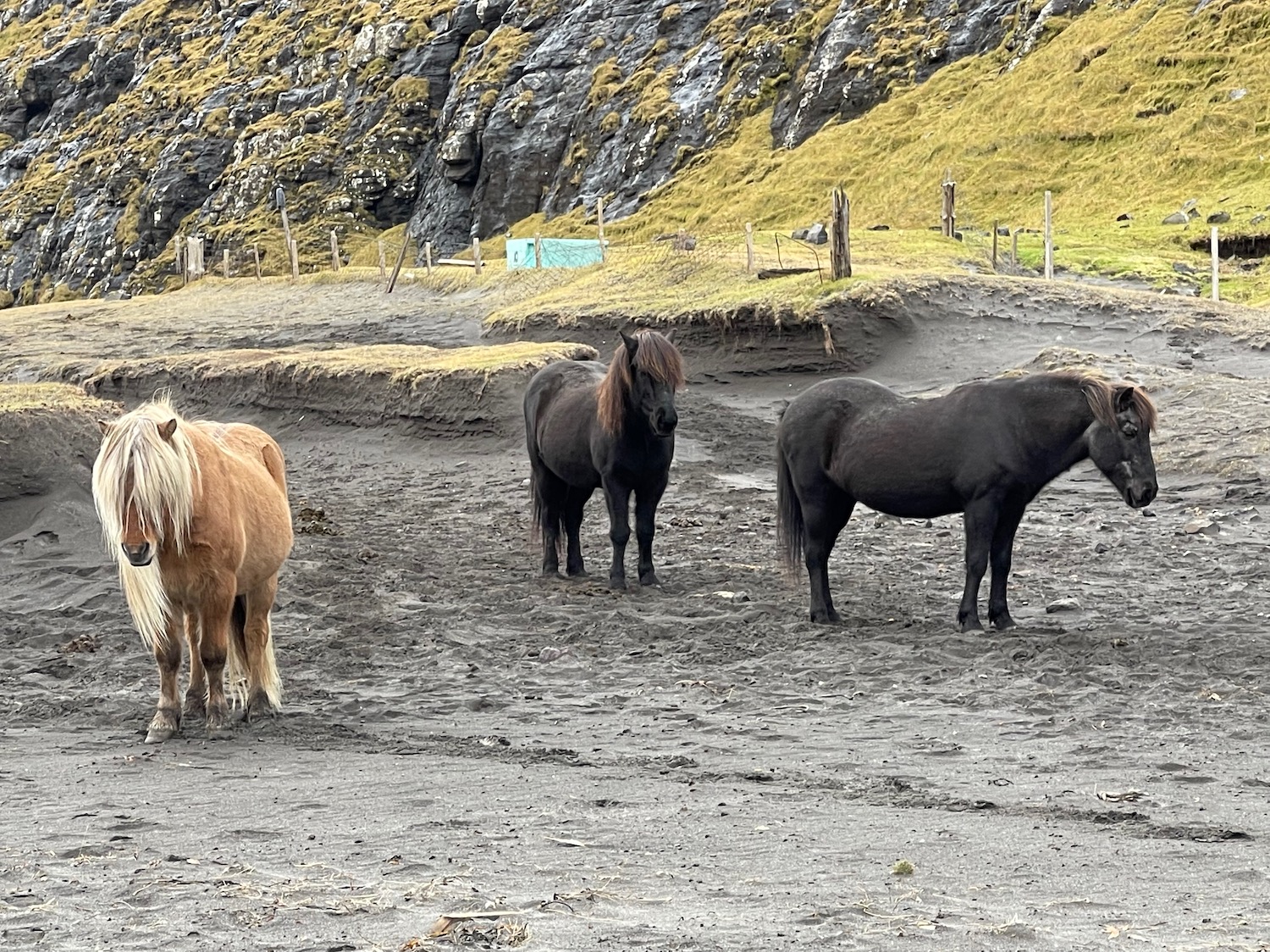 a group of horses standing in a dirt field