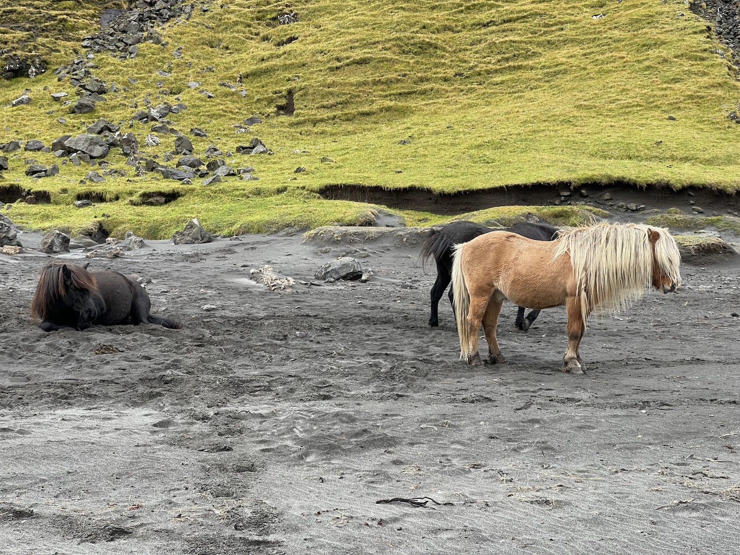 a group of horses in a dirt field