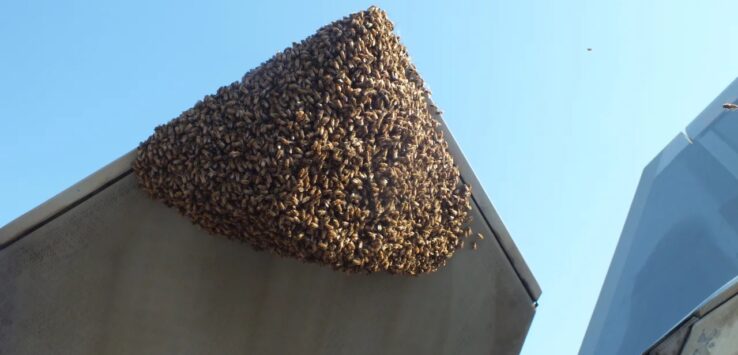 a group of bees on a building