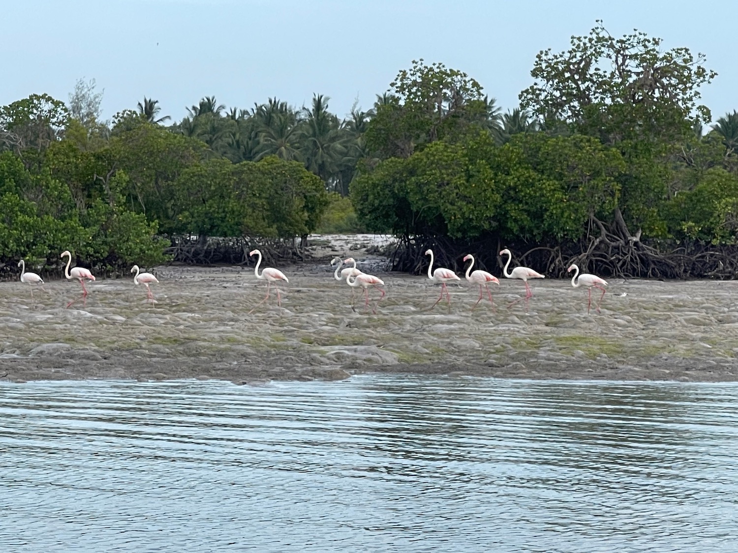 a group of flamingos on a rocky shore by water