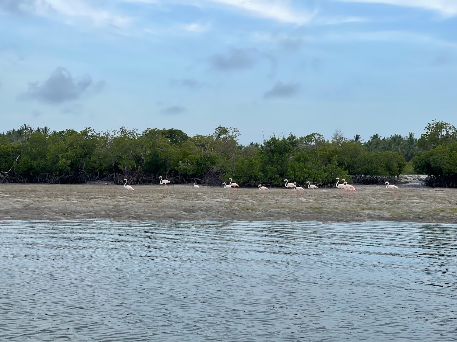 a group of flamingos on a beach