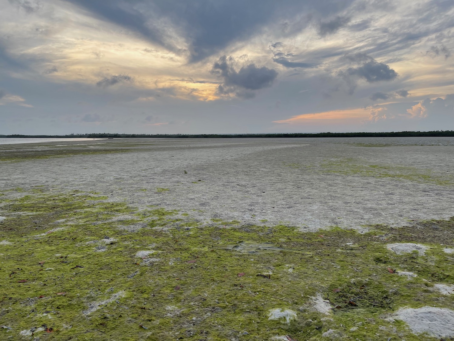 a large flat land with green plants