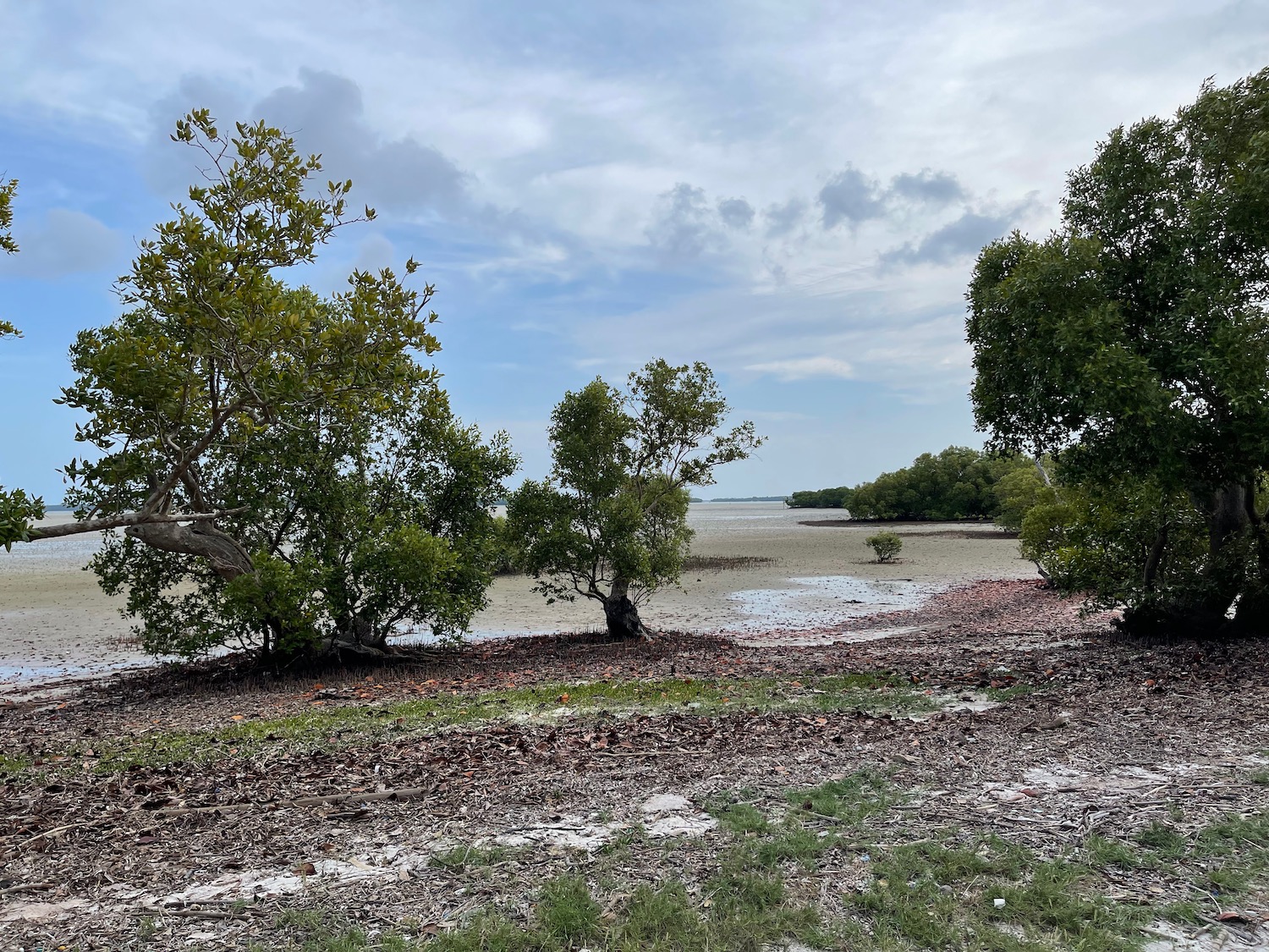 a group of trees in a muddy area