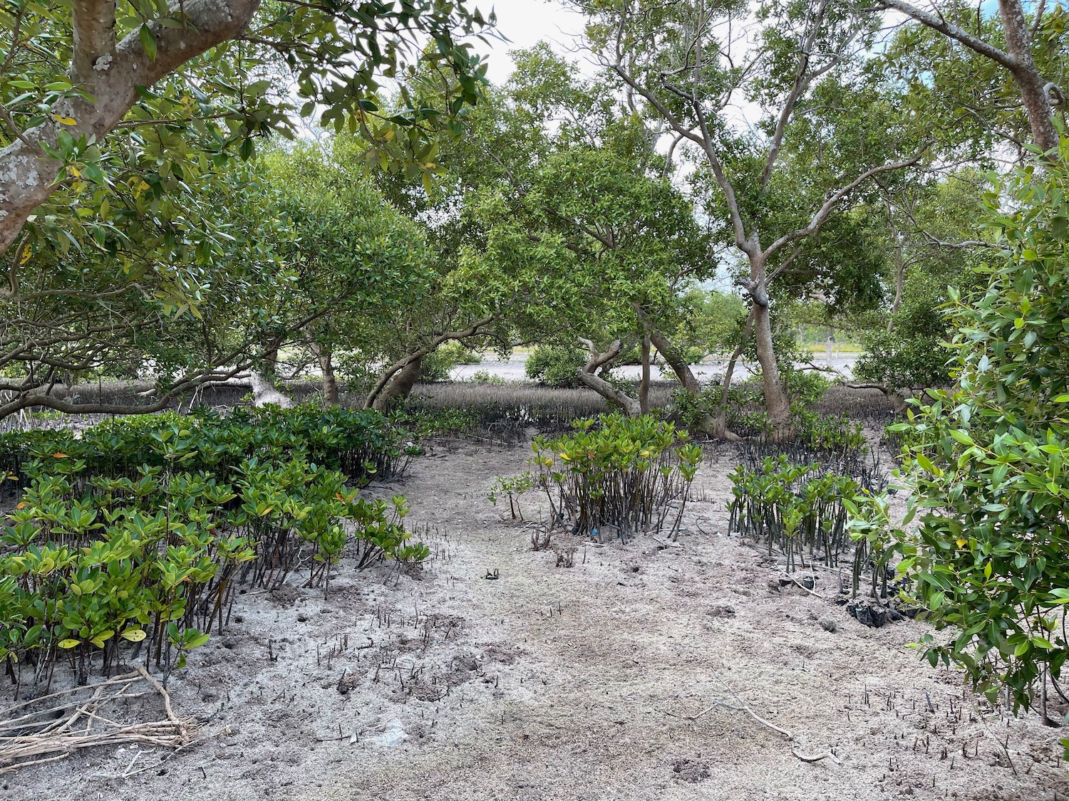 a dirt field with trees