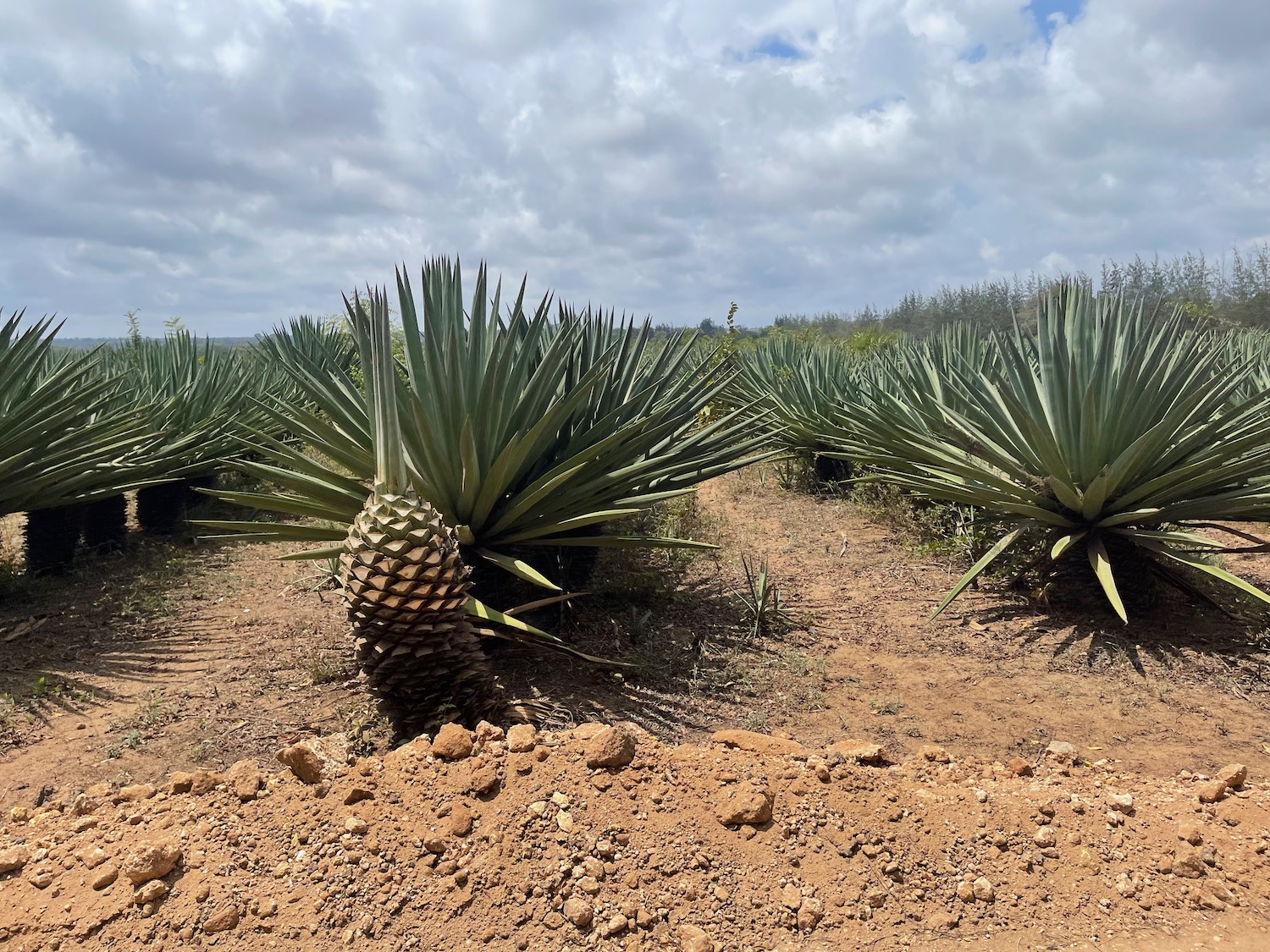 a group of plants in a field