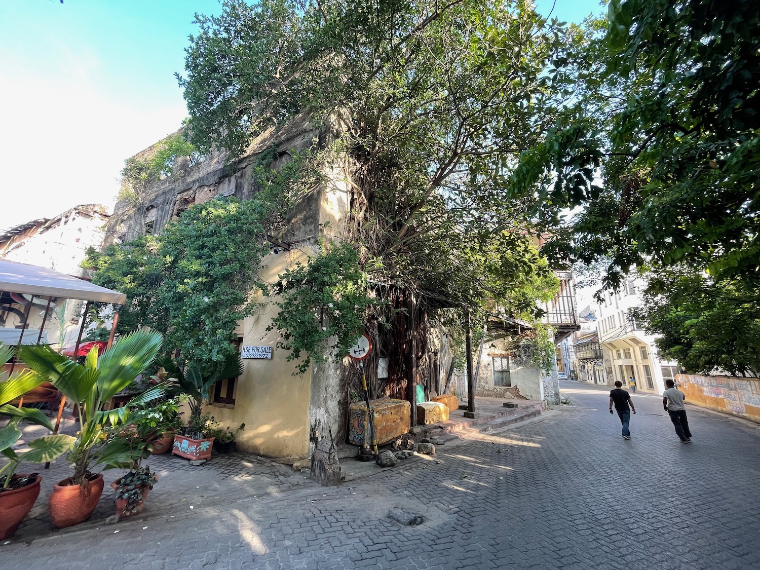 a person walking down a street with a tree growing on the side of a building