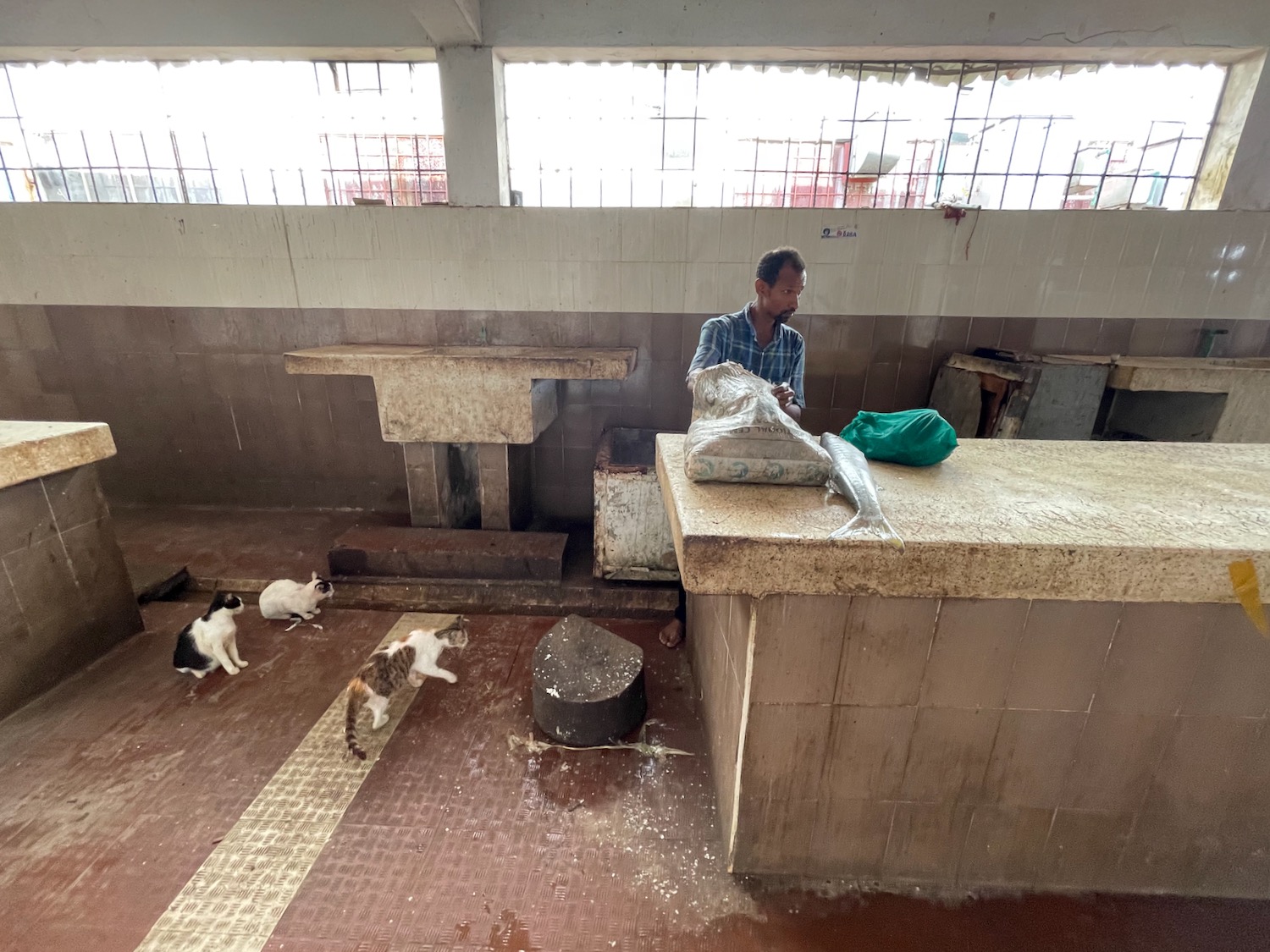 a man standing in a room with cats