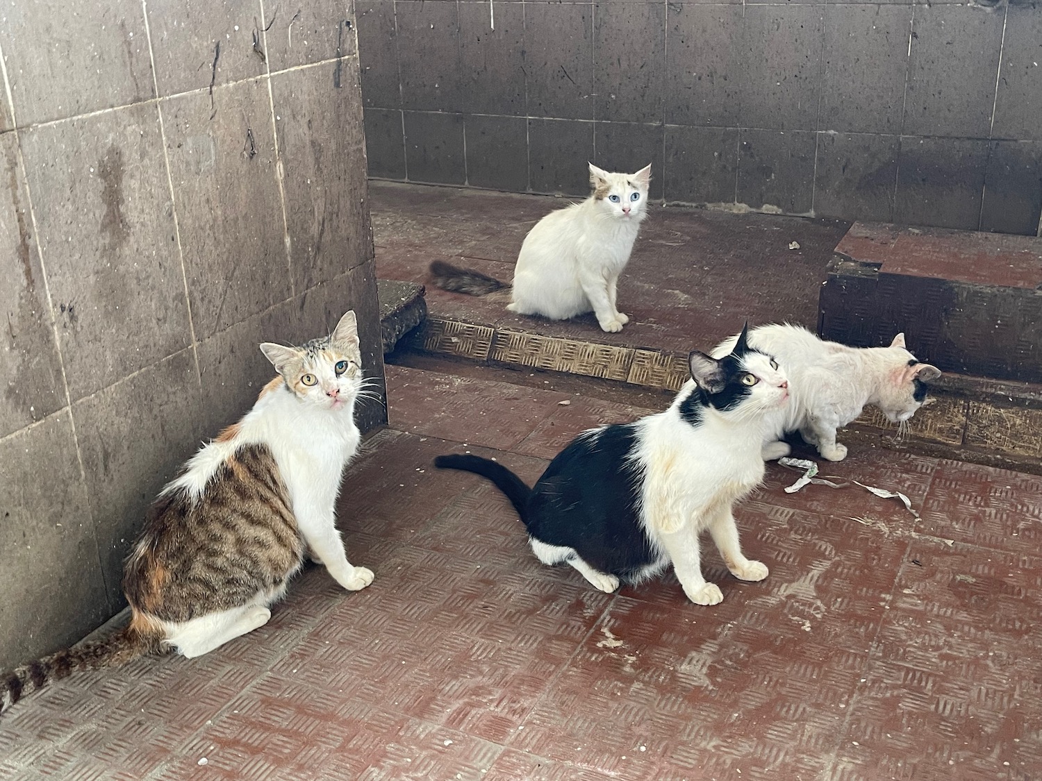 a group of cats sitting on a metal surface