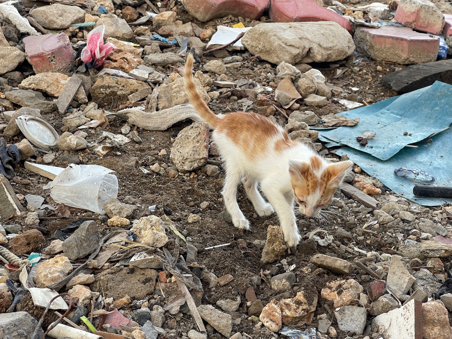 a cat digging in the dirt