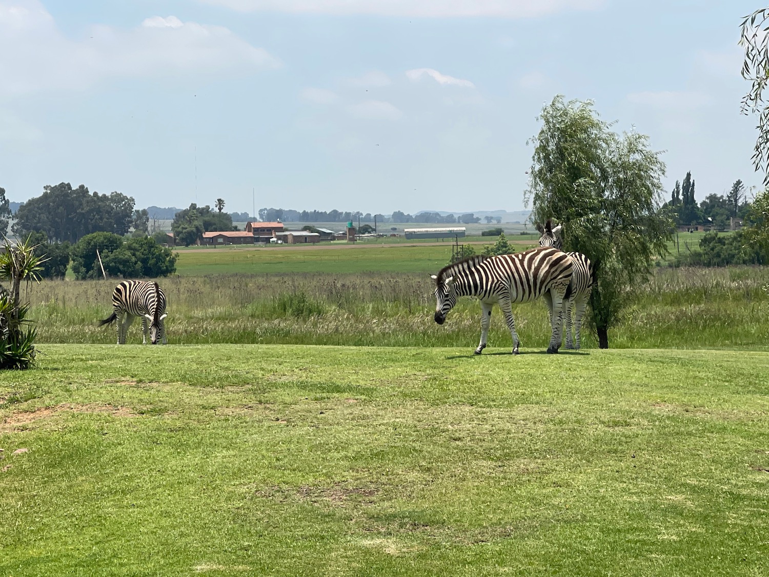 a group of zebras in a field